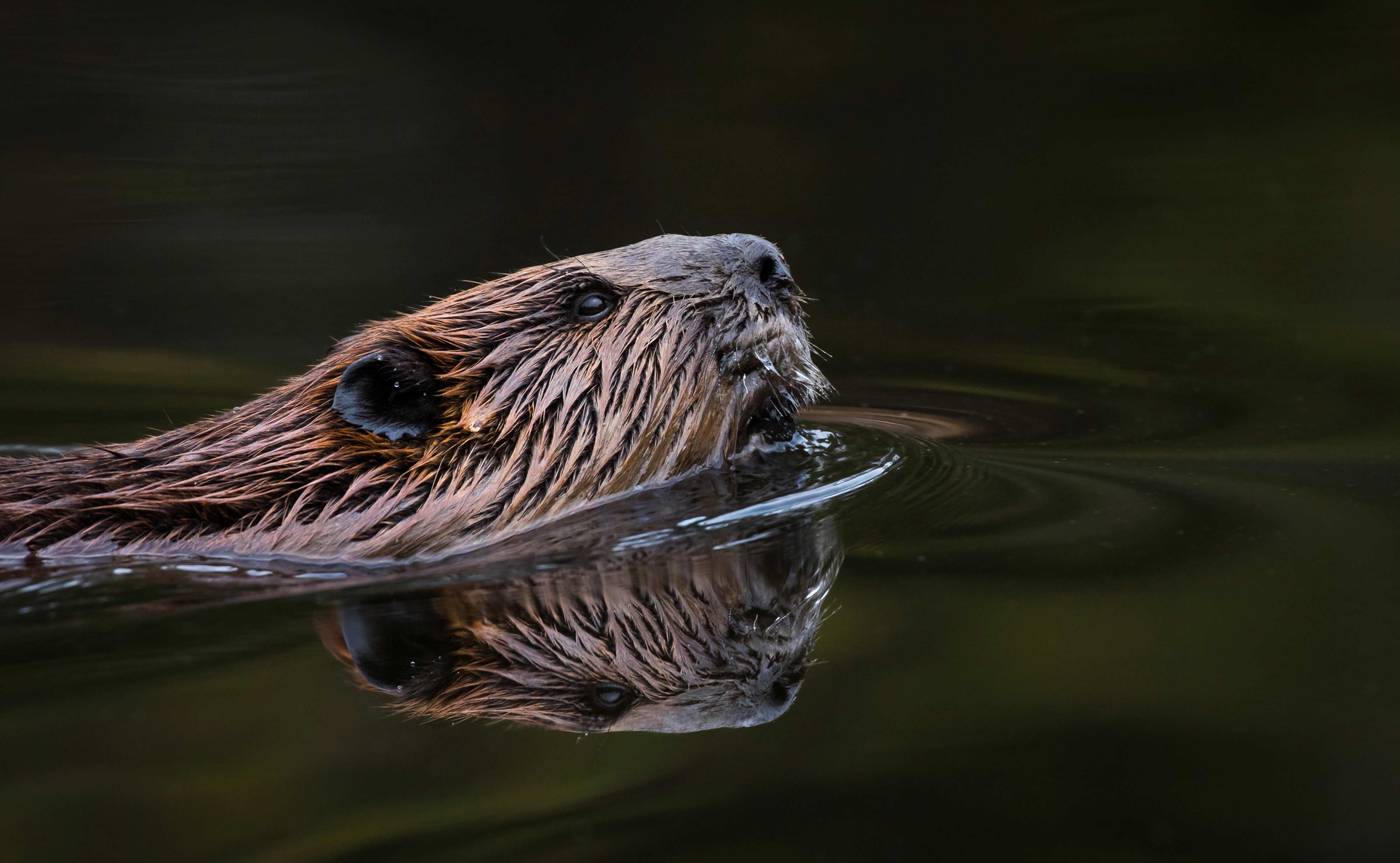 A beaver poking its head out of the water.