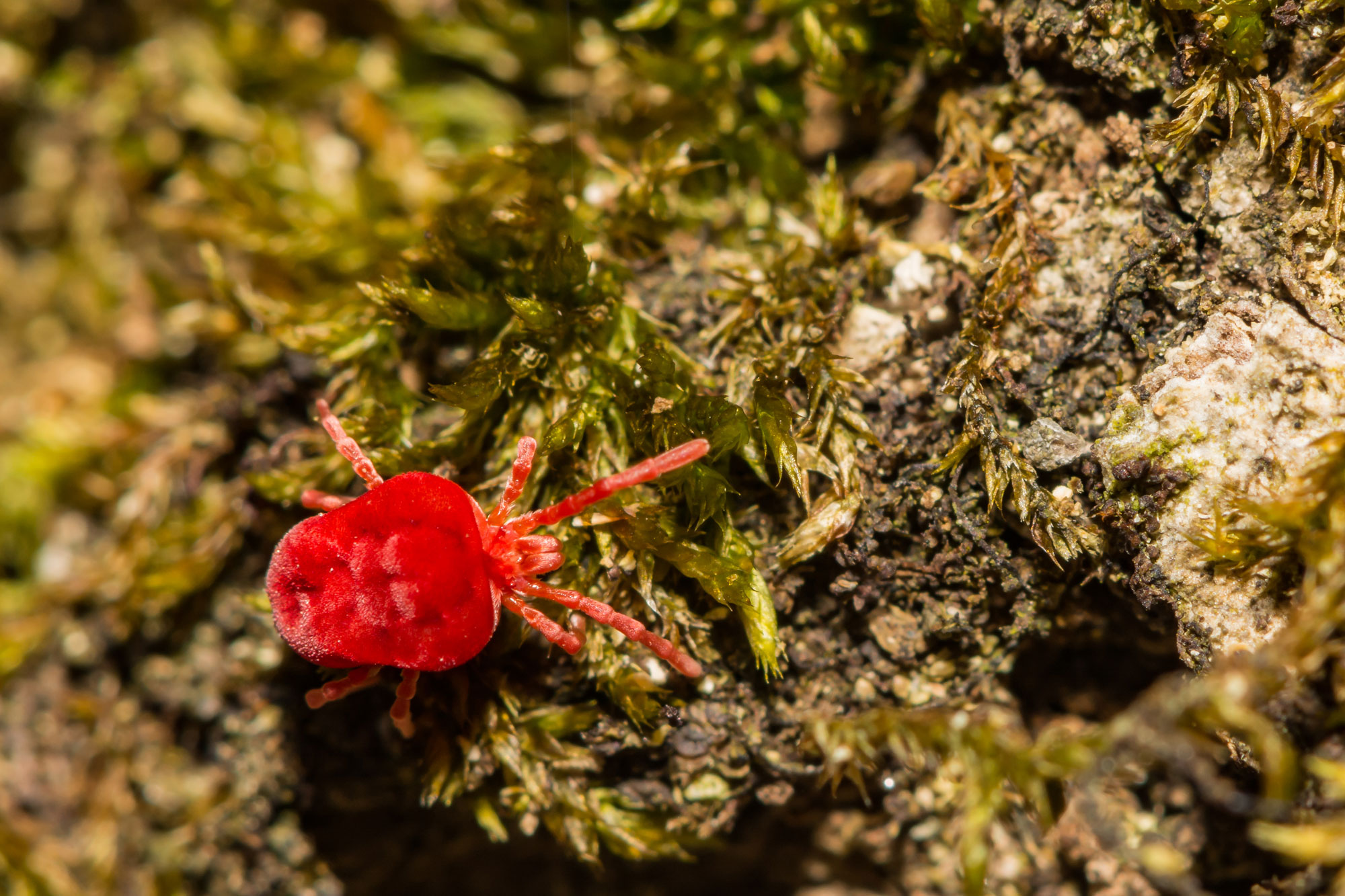 Red microarthropod on the ground
