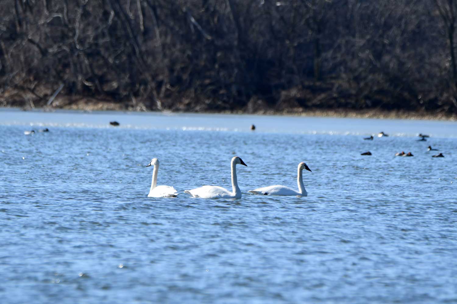 Three trumpeter swans on a lake.
