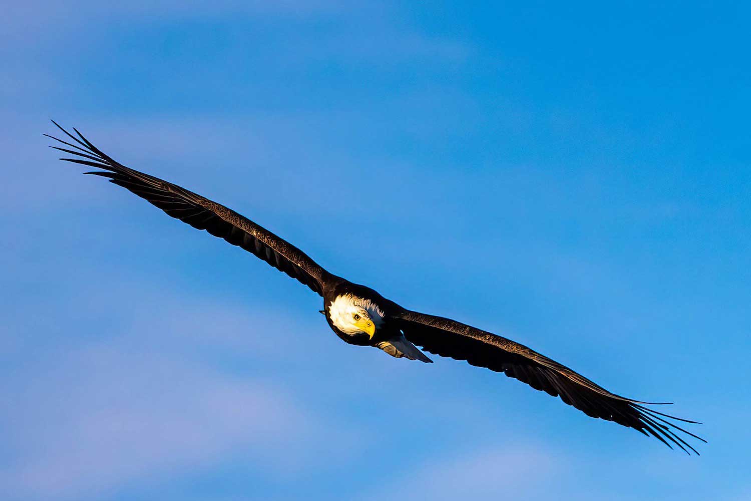A bald eagle in flight.