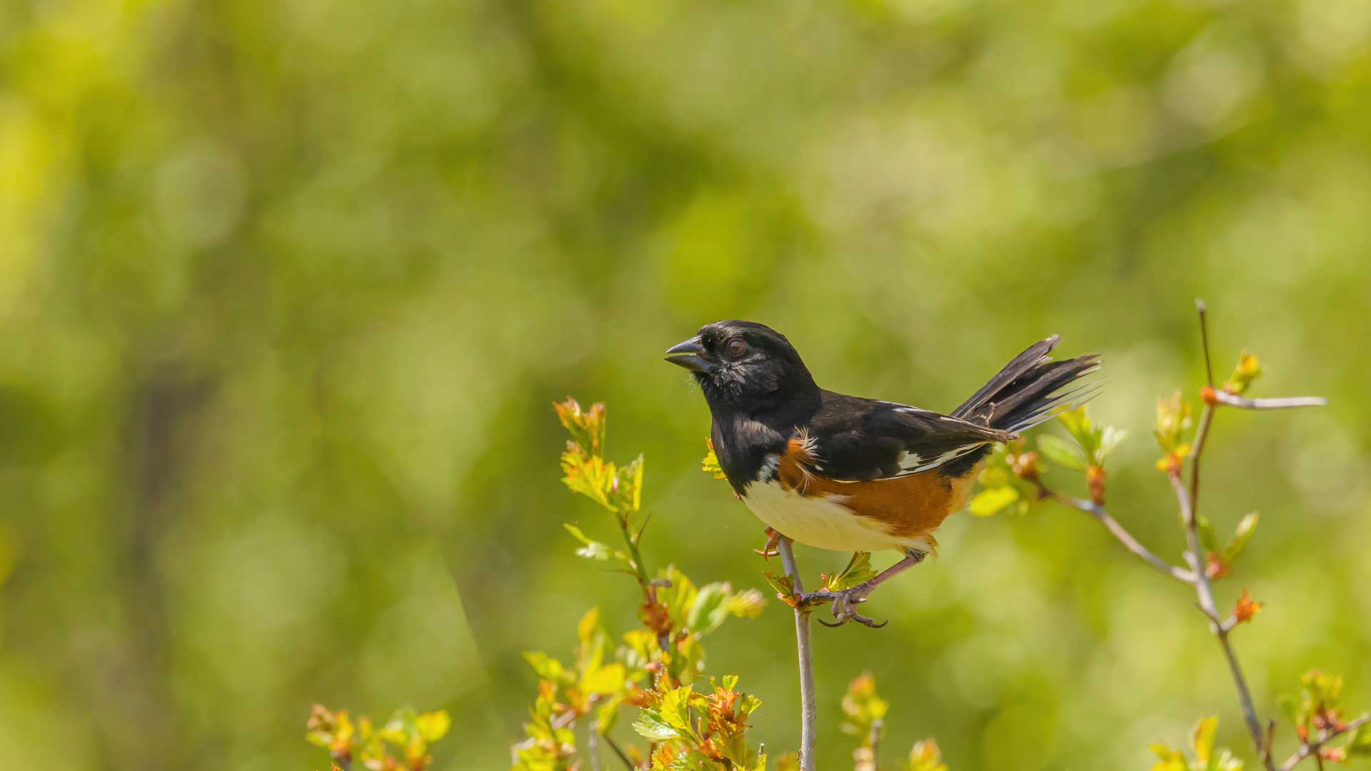 Male eastern towhee perched on a budding shrub, displaying black upperparts, rufous sides, and a white belly against a soft green background.
