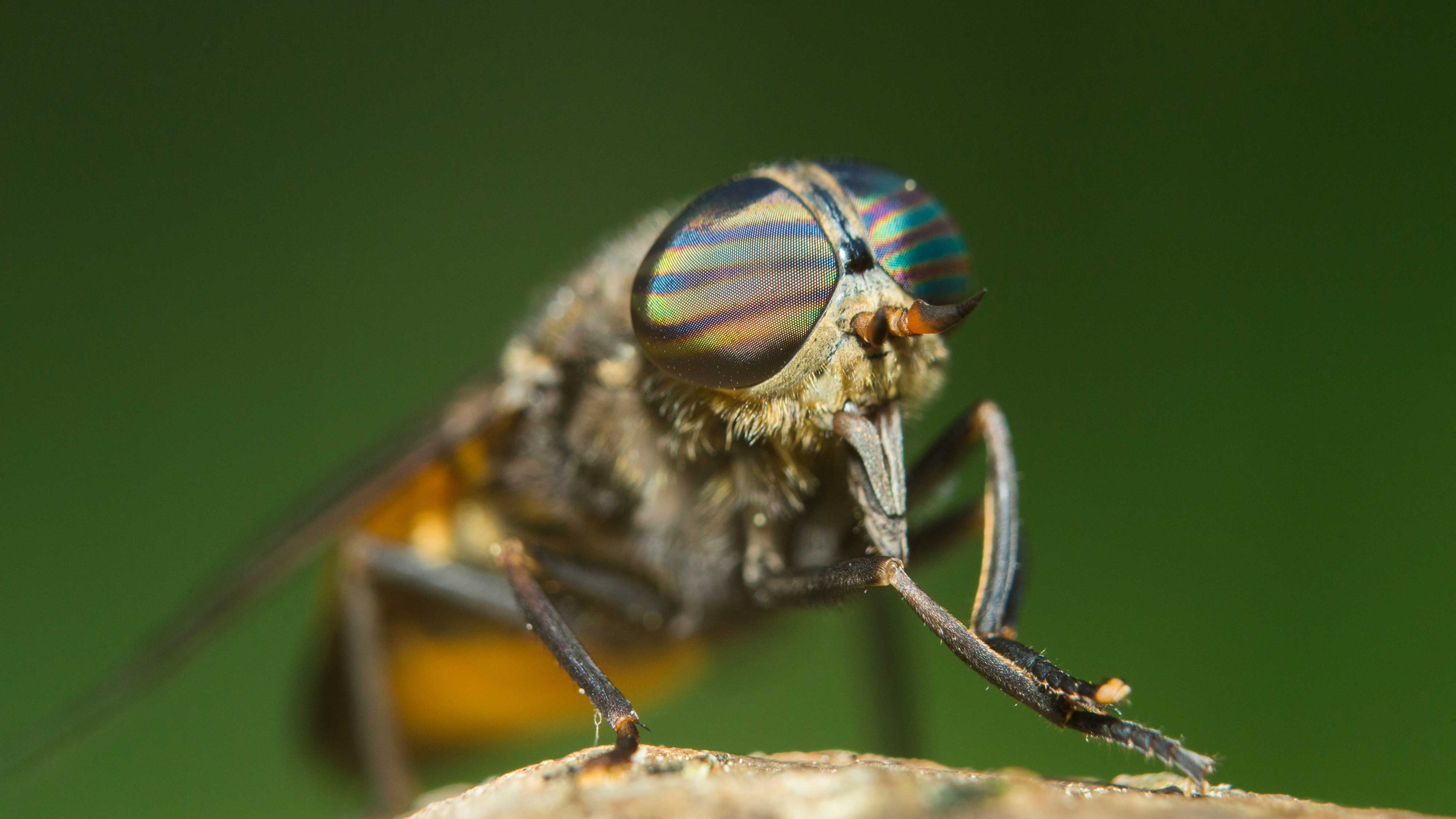 Close-up of a horse fly.
