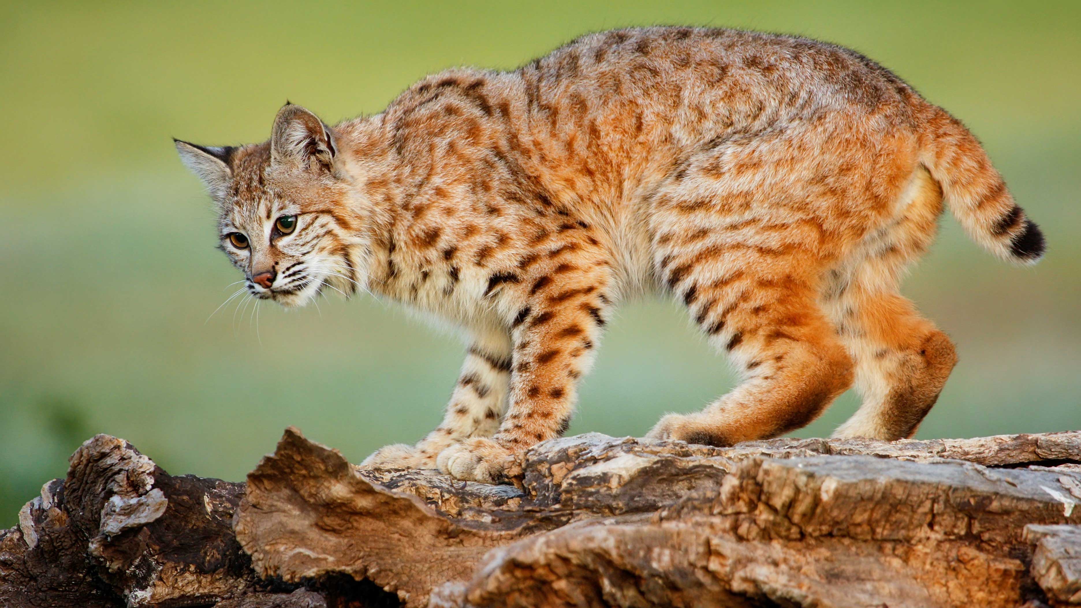A bobcat walking on a fallen tree.
