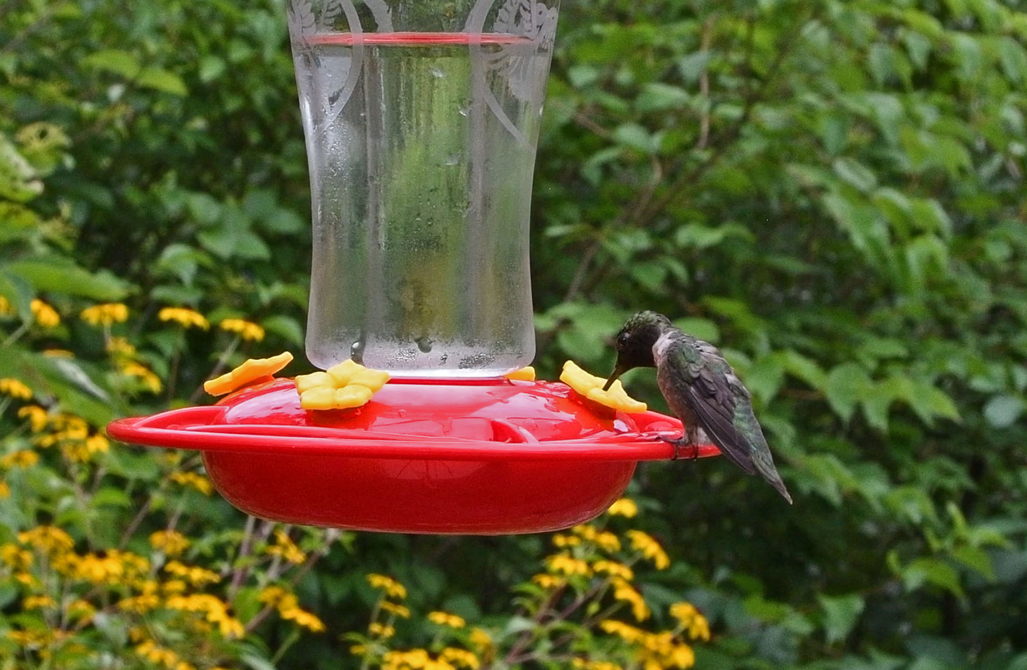 A ruby-throated hummingbird at a feeder.