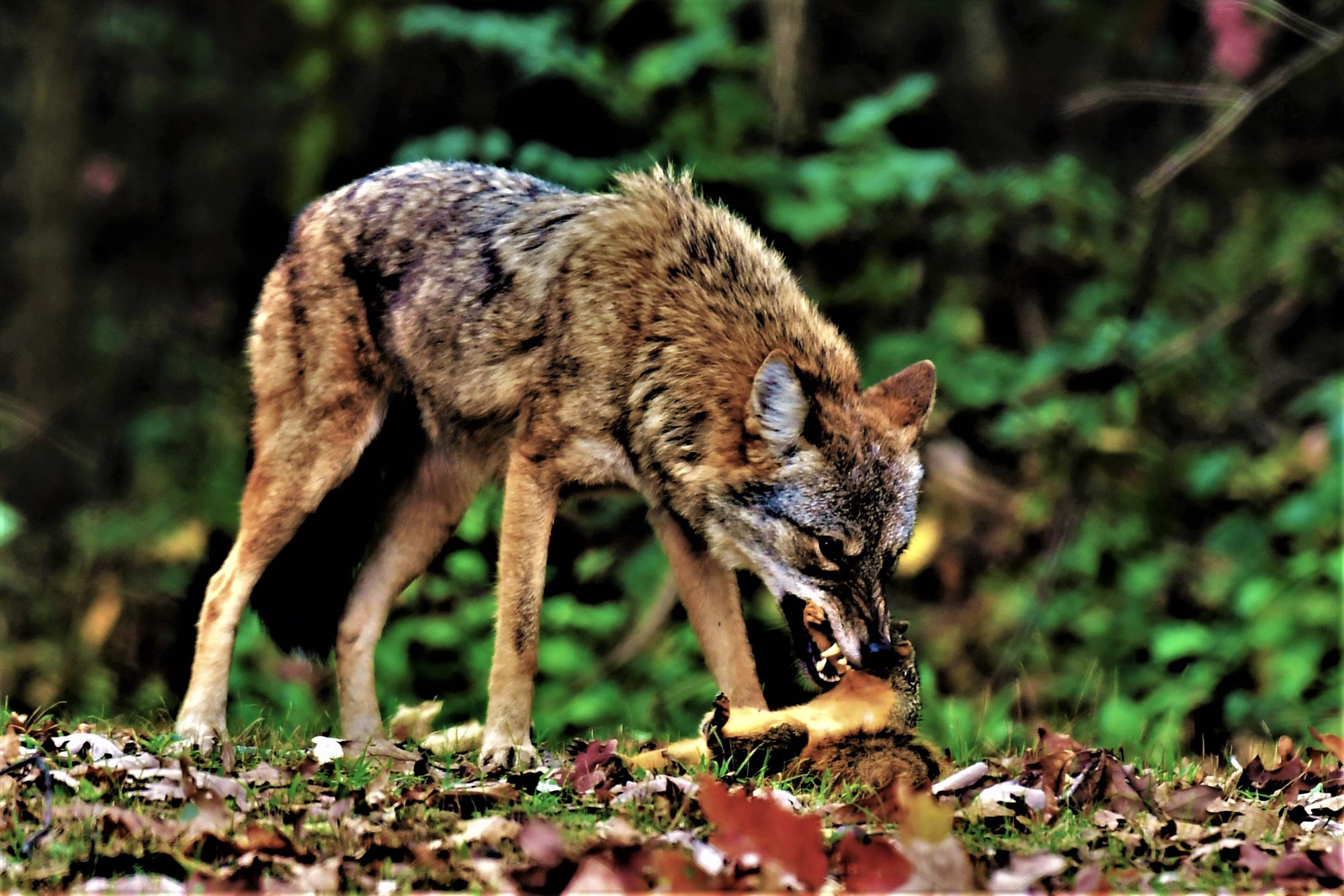 A coyote showing its teeth while eating a squirrel.