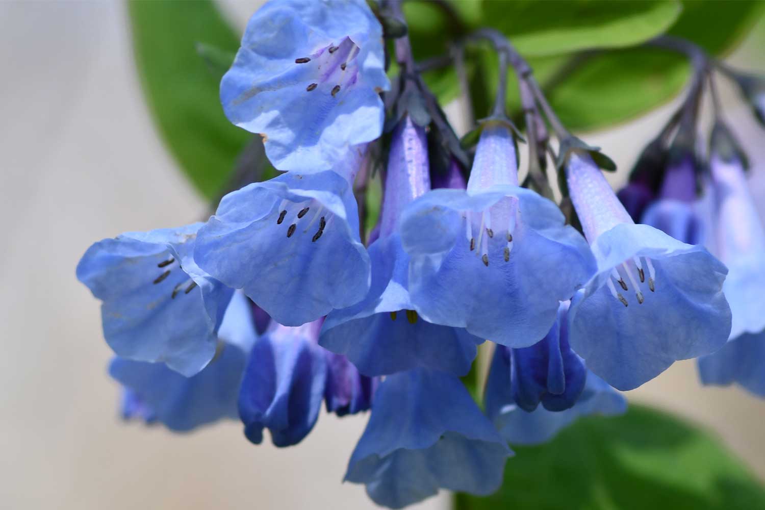 Virginia bluebells growing with blue petals.
