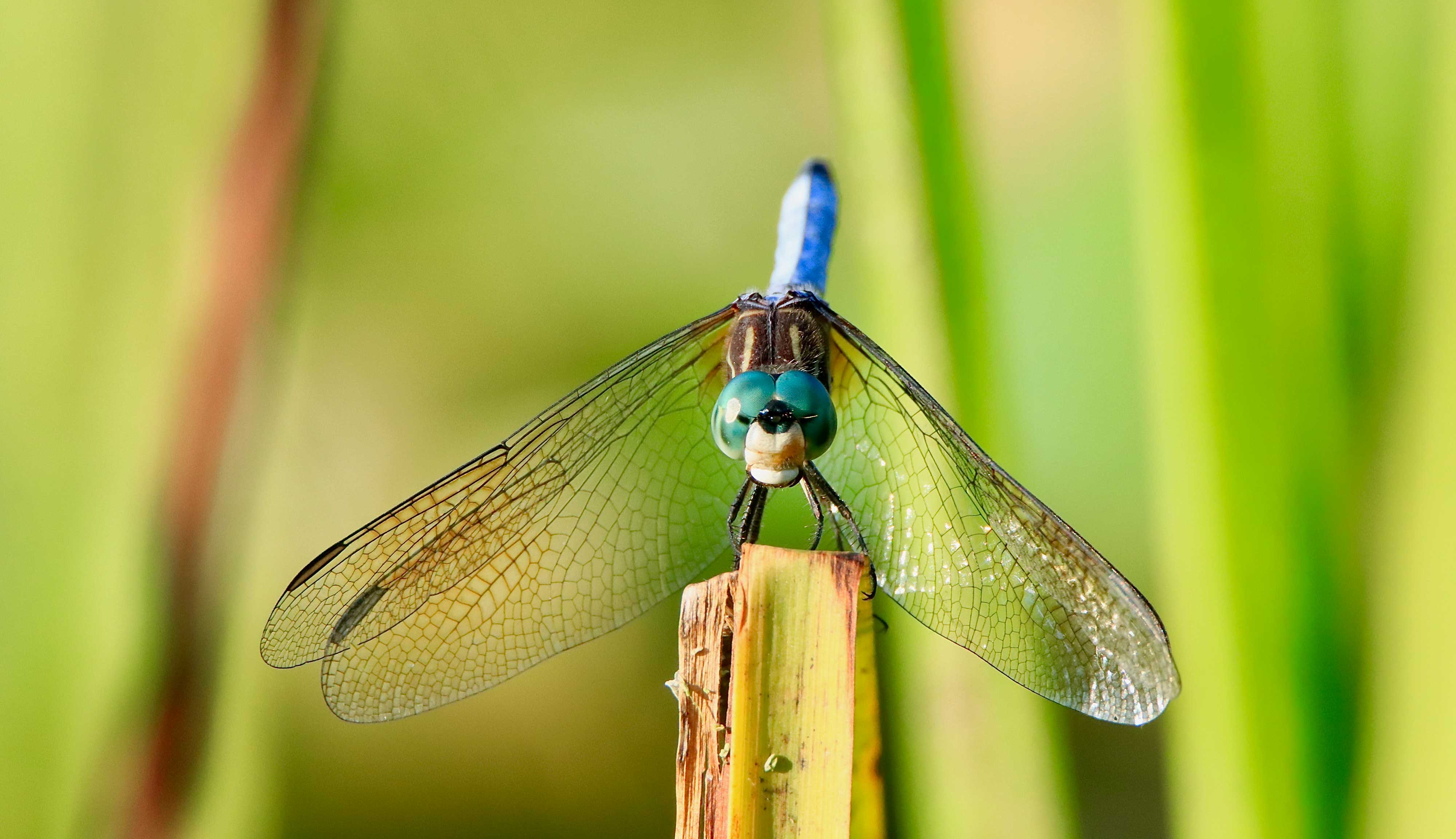 A close-up of a dragonfly on vegetation.