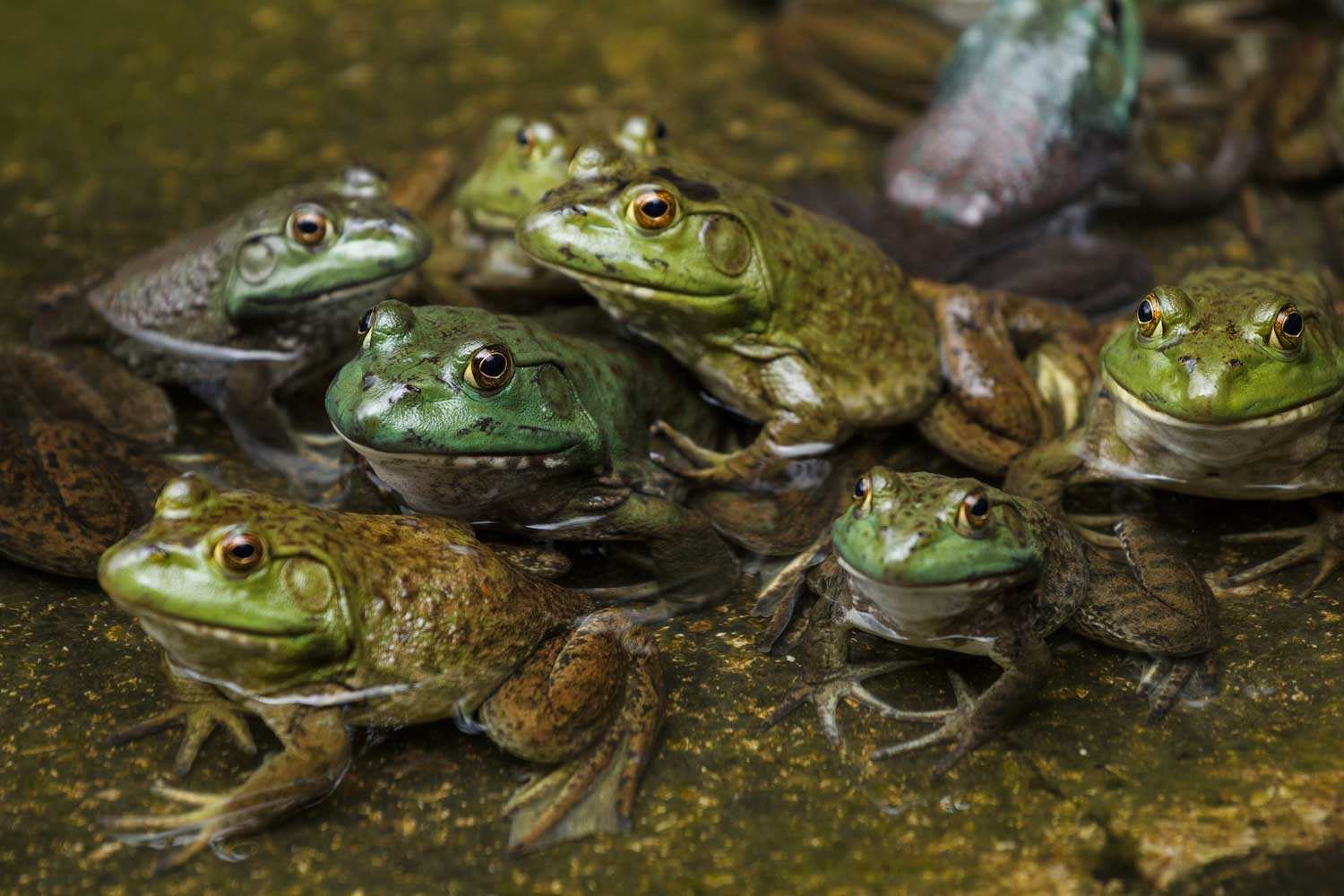A group of seven bullfrogs in shallow water.