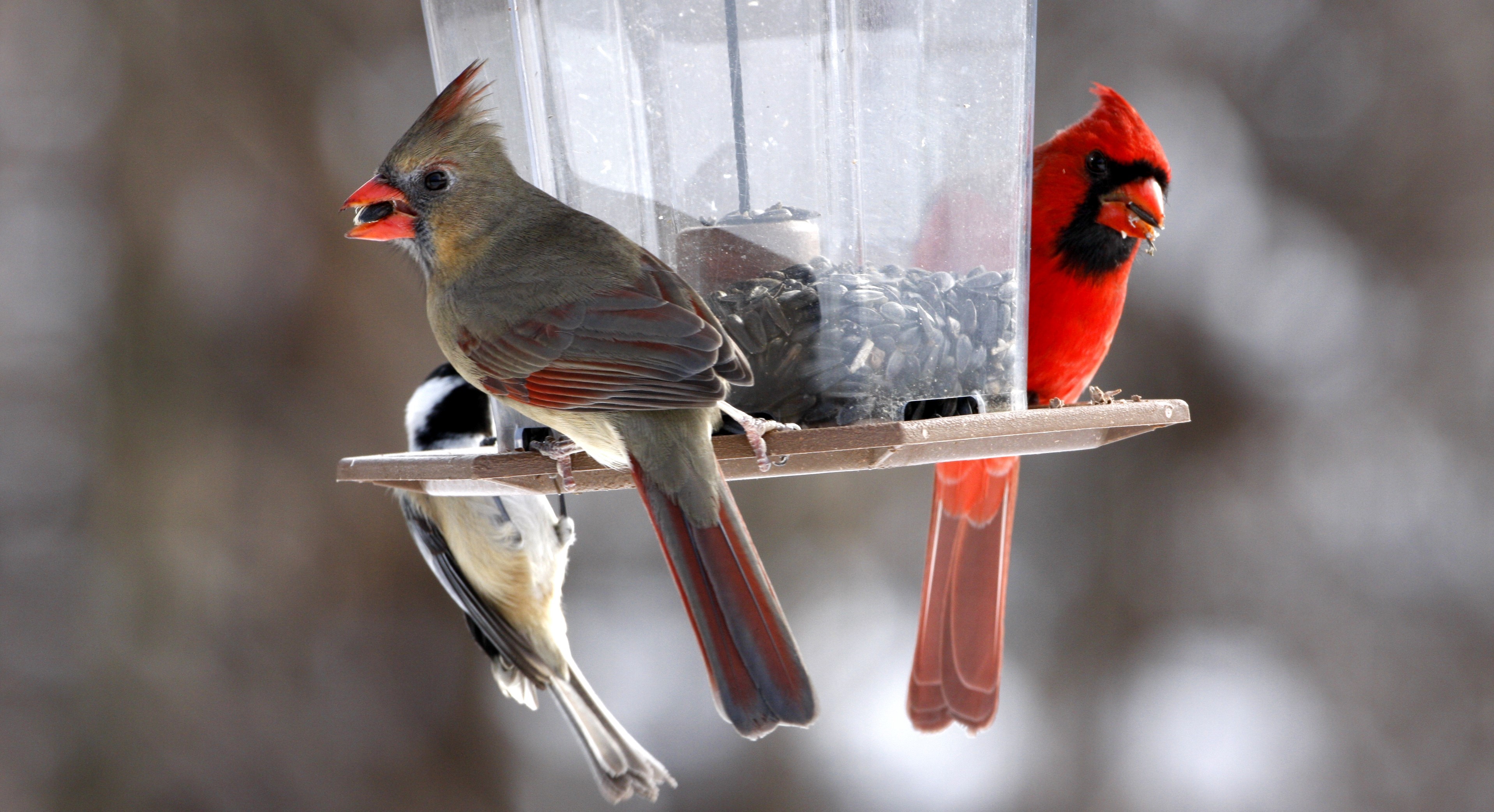 Two cardinals at a bird feeder.
