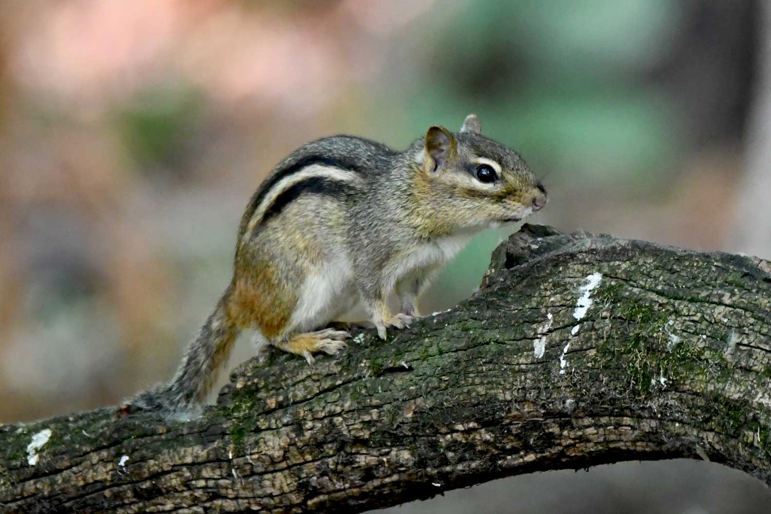 Chipmunk standing on a fallen tree.