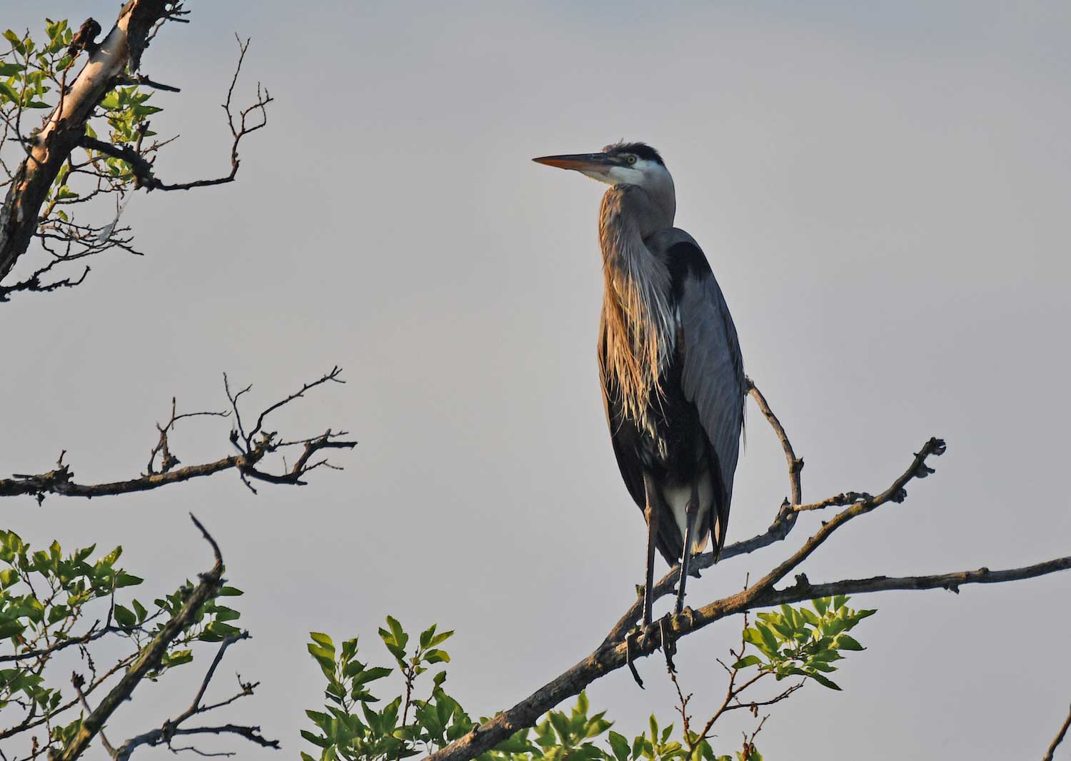 A great blue heron standing on a tree branch.