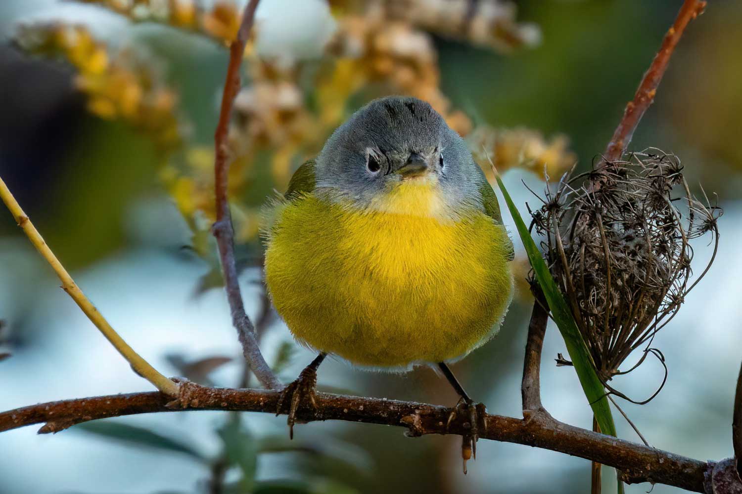 Nashville warbler perched on a branch with vegetation in the background.