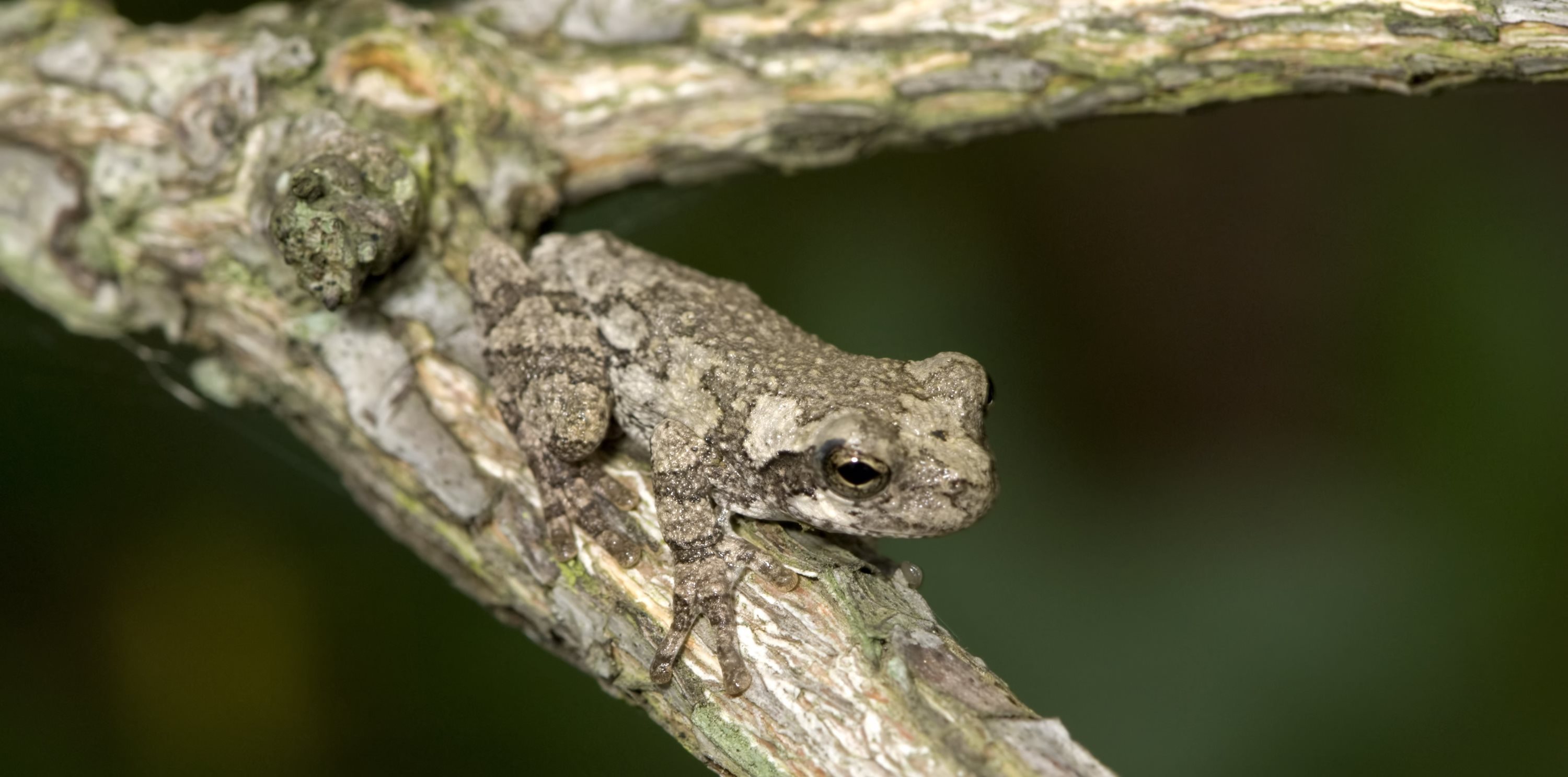 A gray tree frog blending in with tree bark.