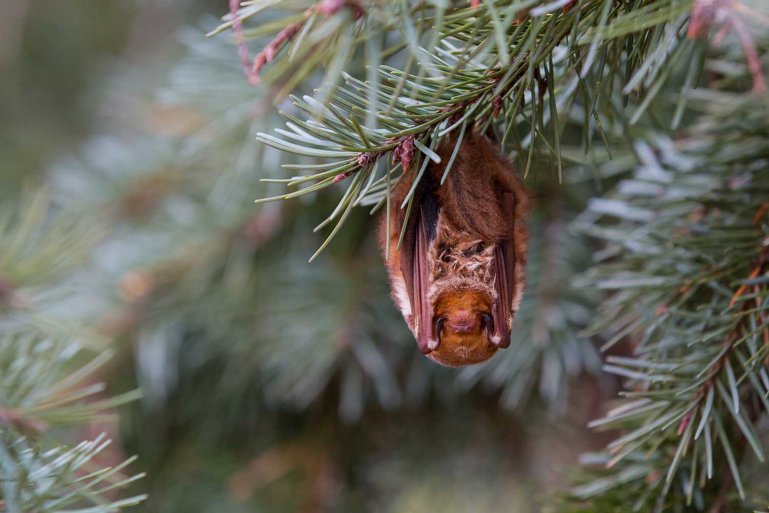 A bat hanging from a tree.