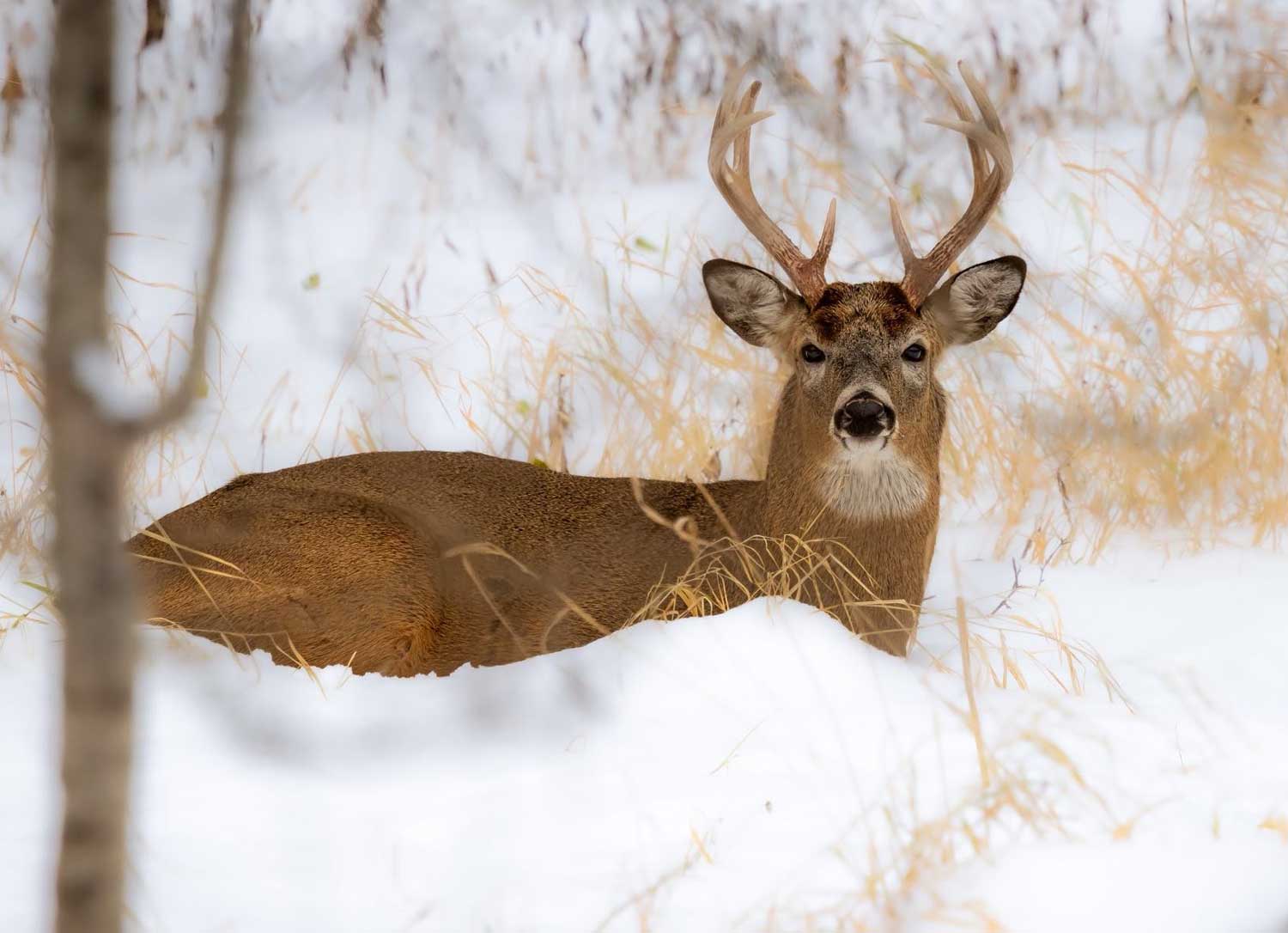 The Kentucky Freak Show Buck - Petersen's Hunting, image size:1500x1086