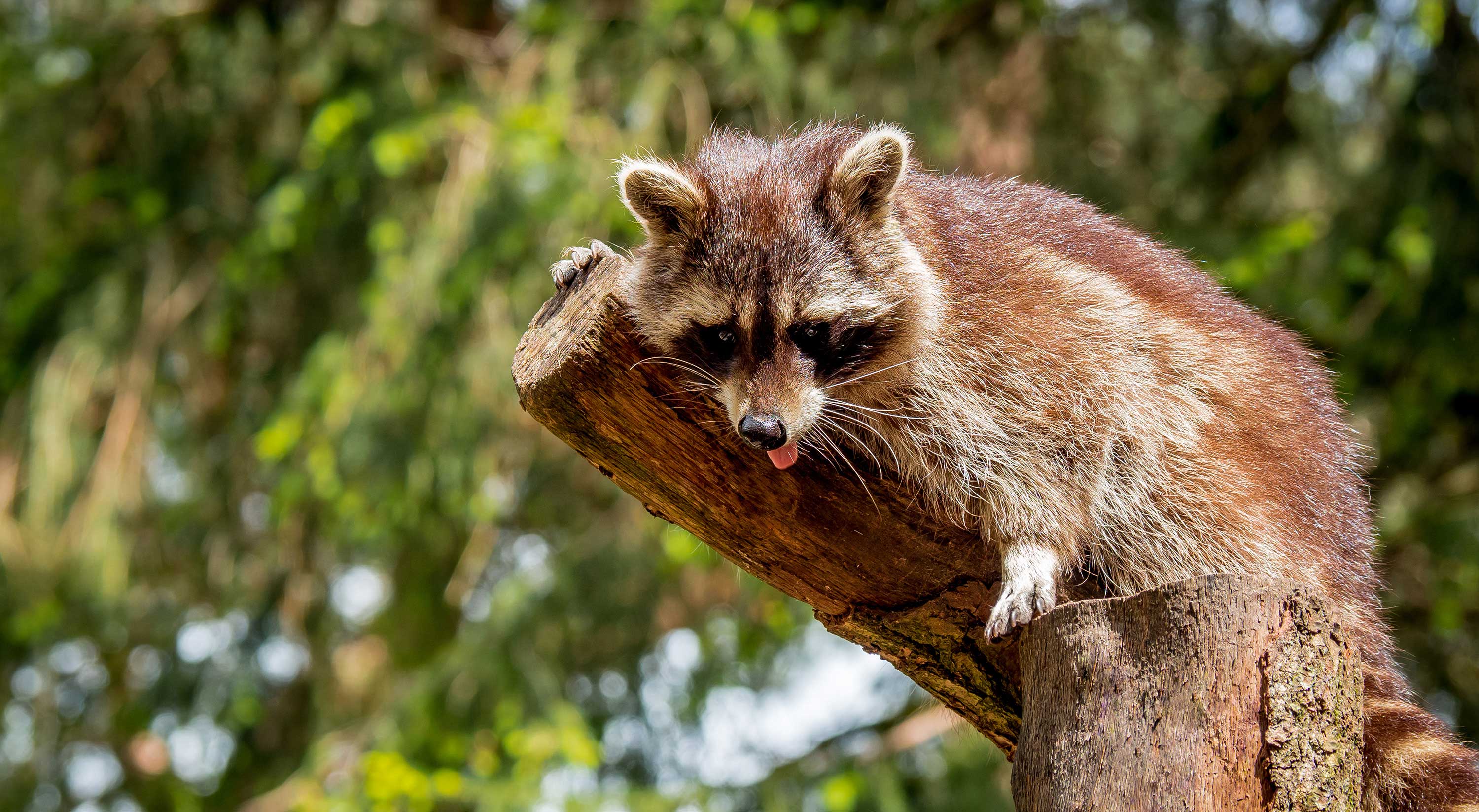 Coexisting with wildlife: Raccoons | Forest Preserve District of Will County