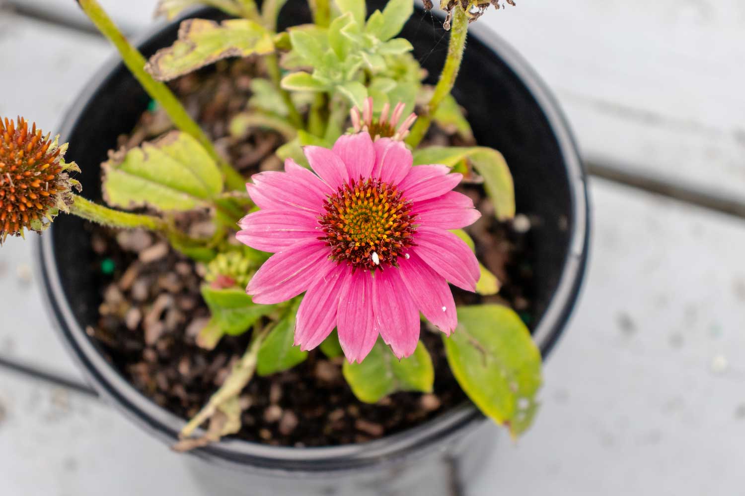A purple coneflower growing in a container.