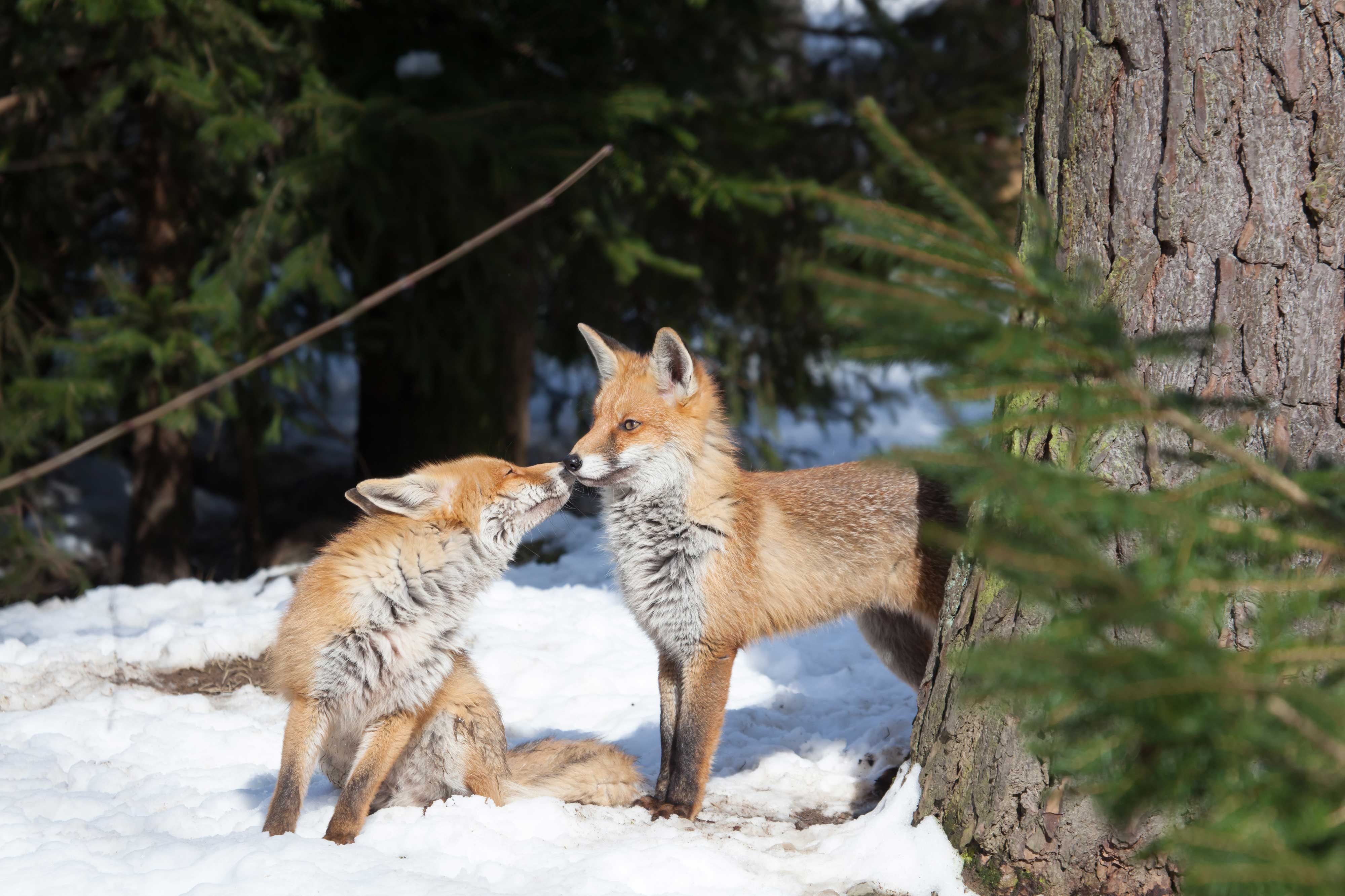 Two red foxes touching noses on snow-covered ground.