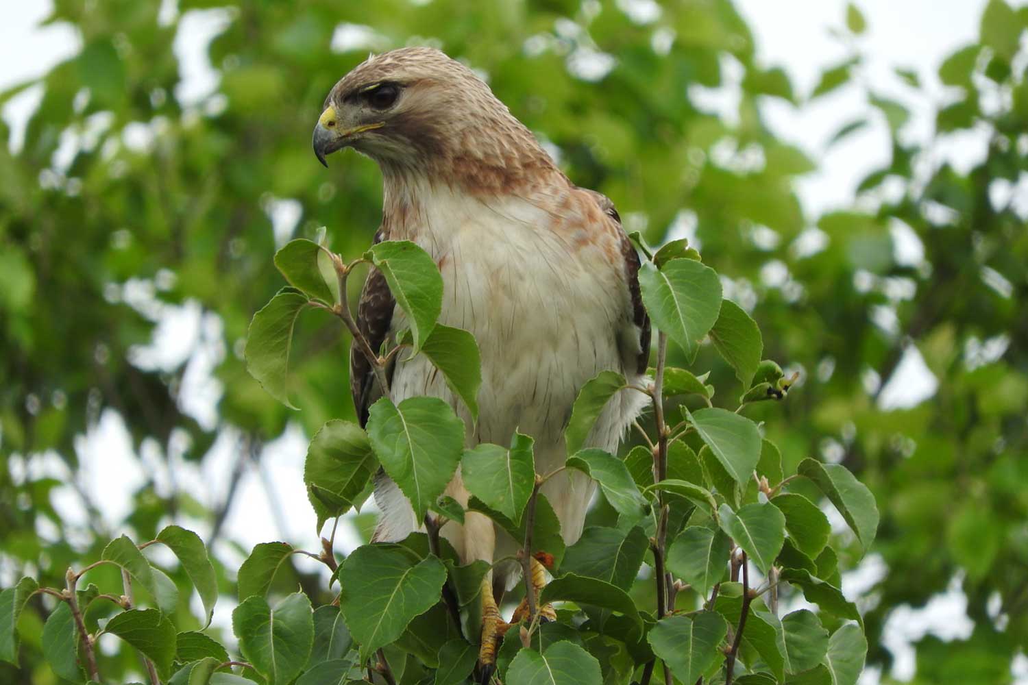 A red-tailed hawk perched atop a branch surrounded by leaves.