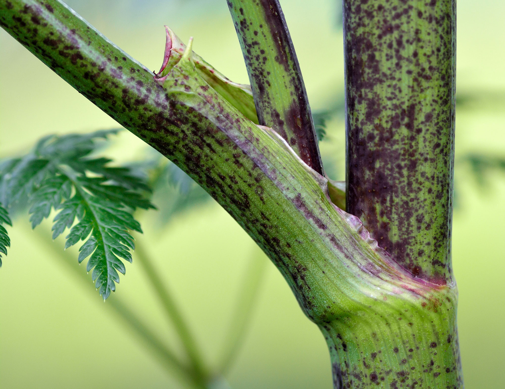 Closeup of poison hemlock's stem showing the purple spots and blotches.
