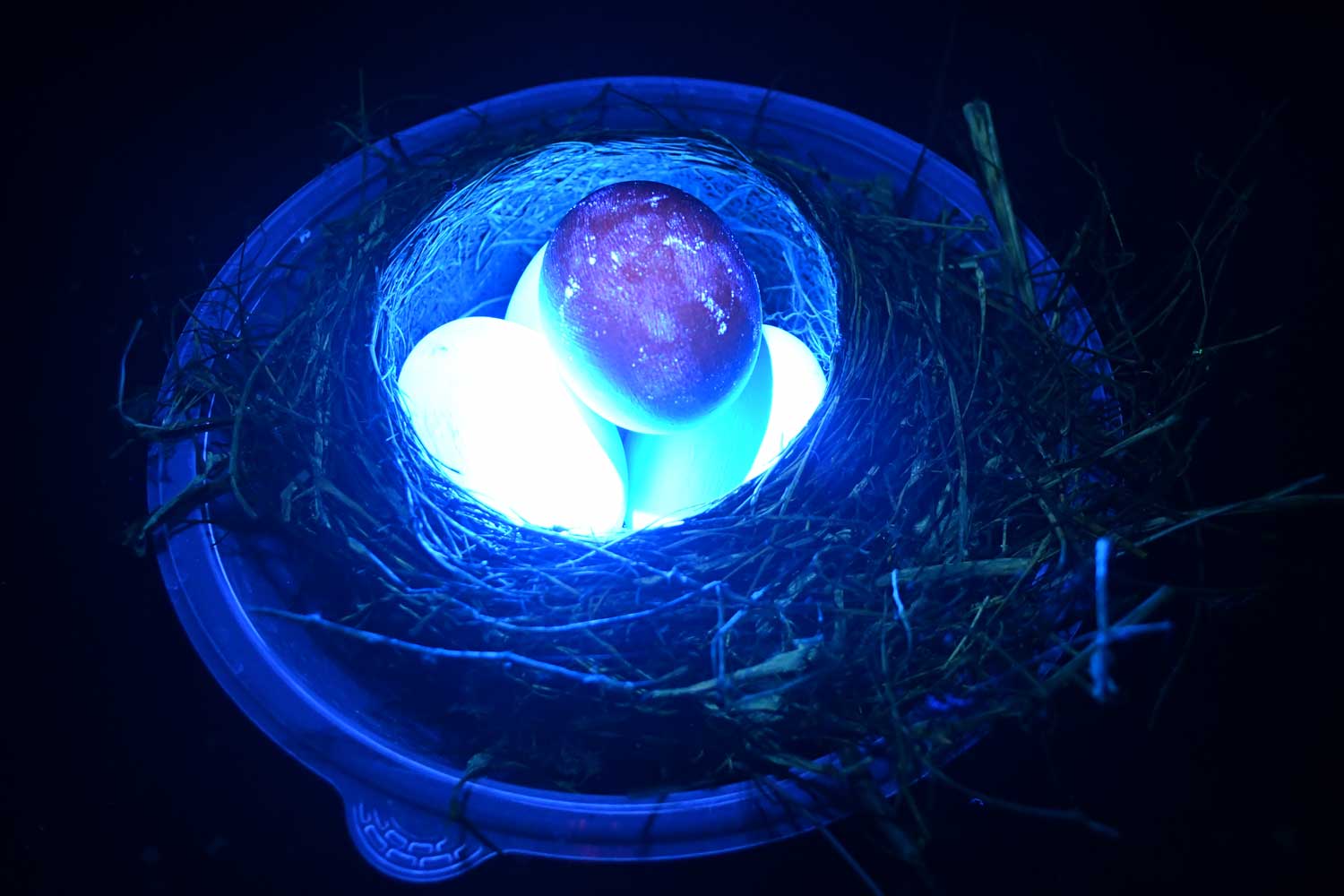 Bird's nest on display with eggs in UV light.