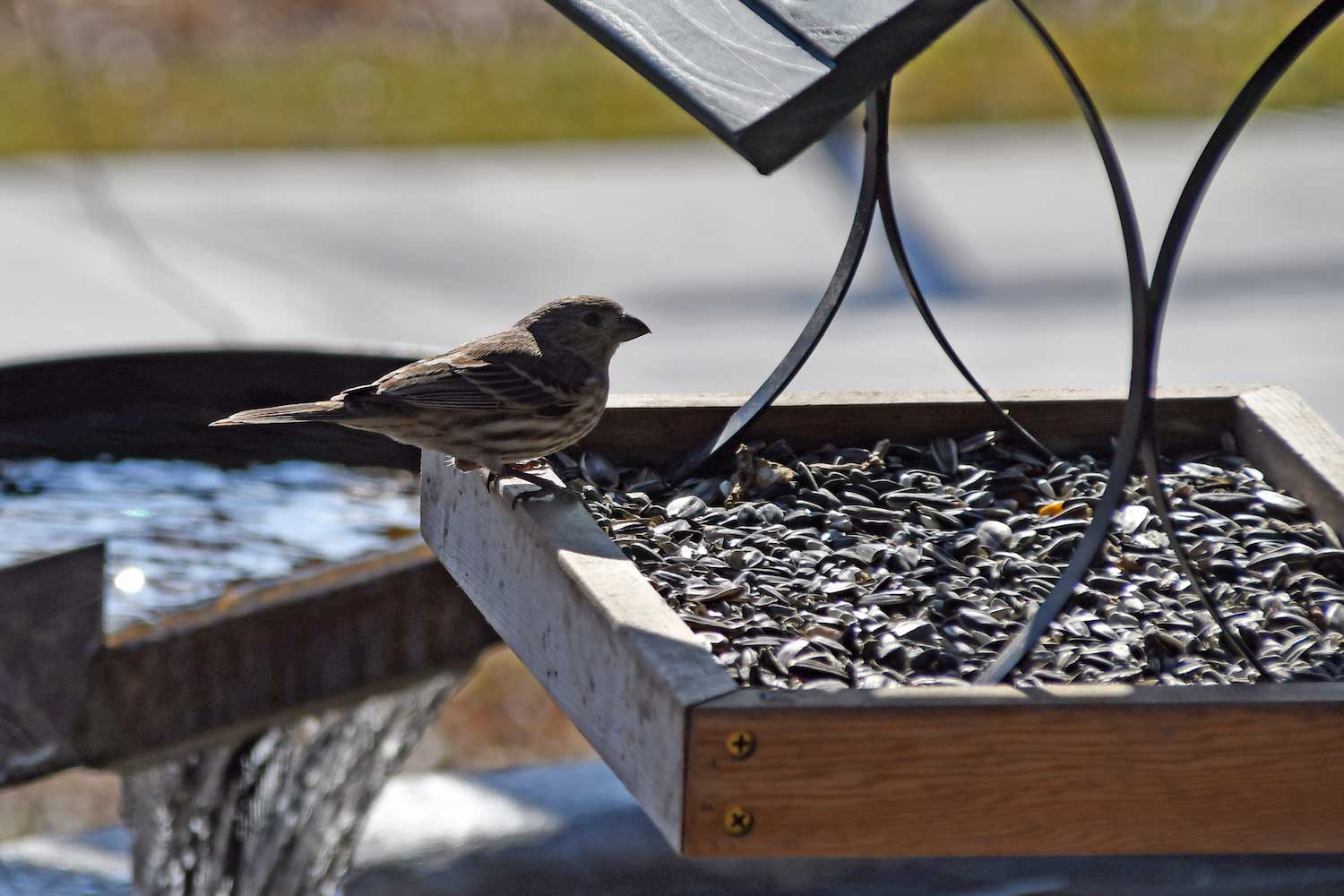 A pine siskin perched on the ledge of a tray bird feeder.