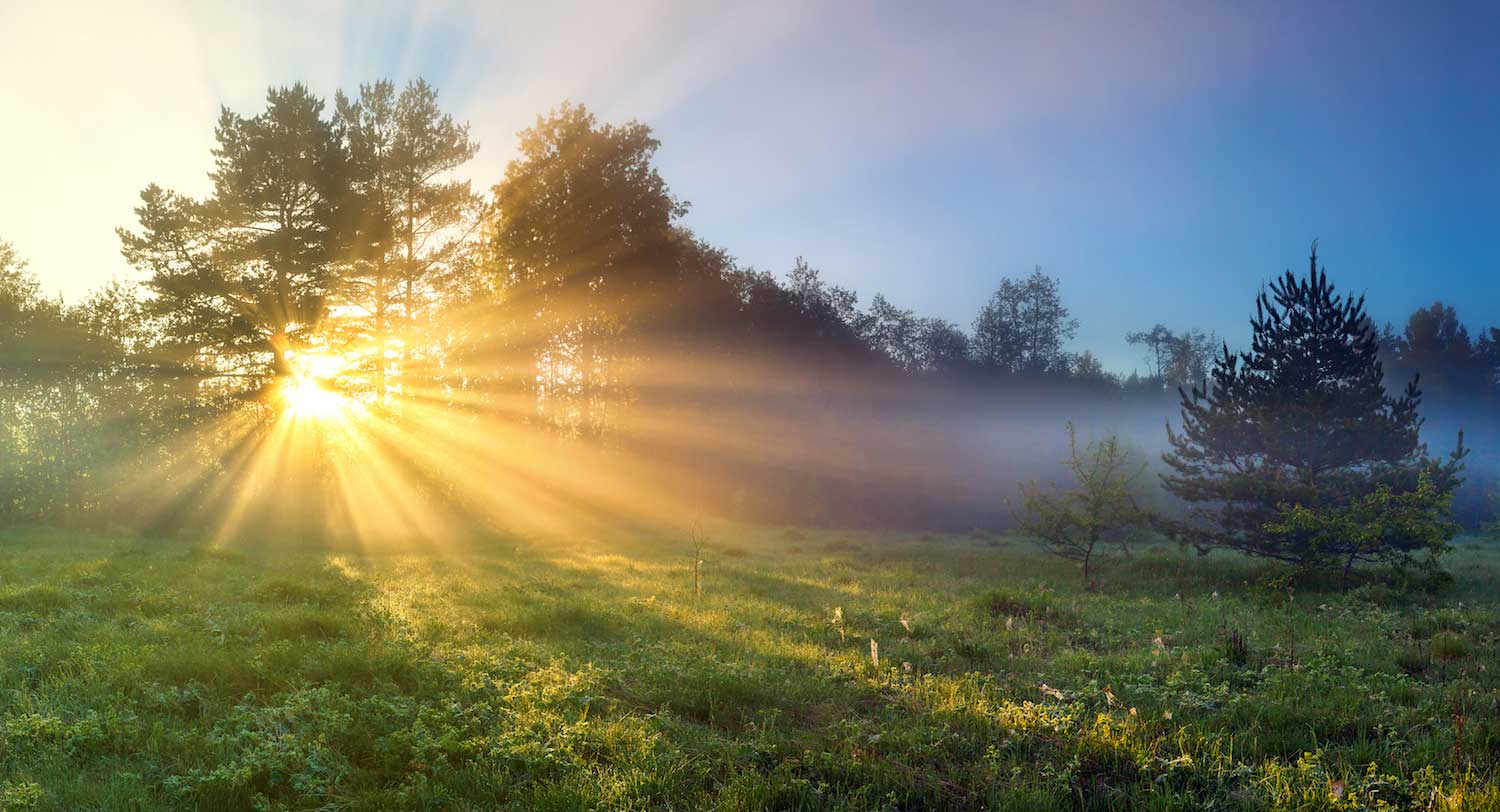 Sunlight shining through the canopies in a line of trees.