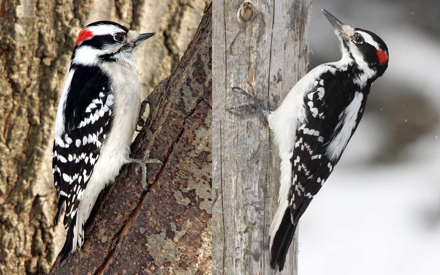 A side by side comparison of a downy woodpecker and hairy woodpecker
