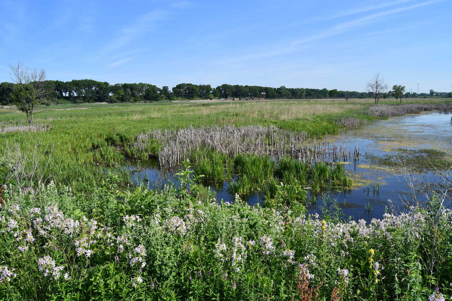 A wetland with tall grasses.