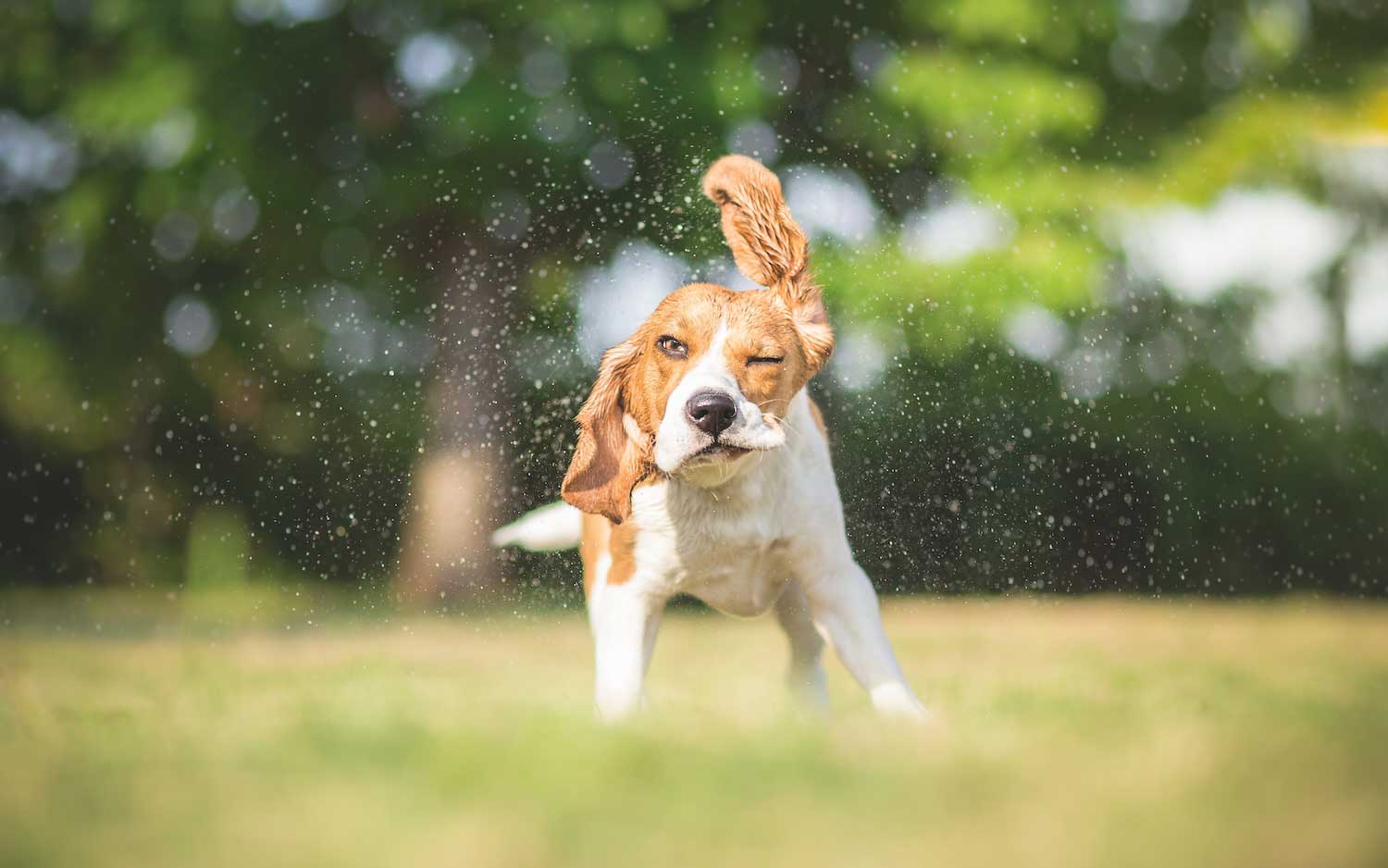 A wet dog shakes itself off and sprays water. 