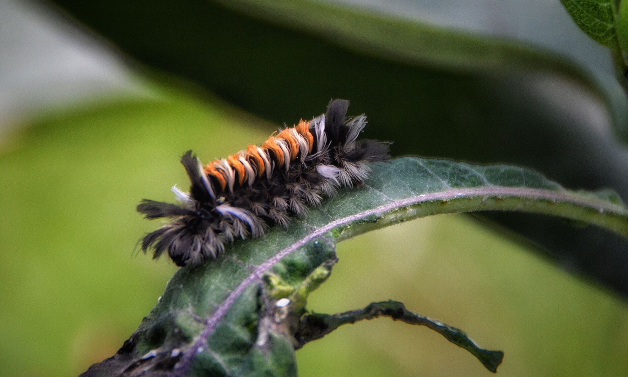 A milkweed tussock caterpillar on a leaf.