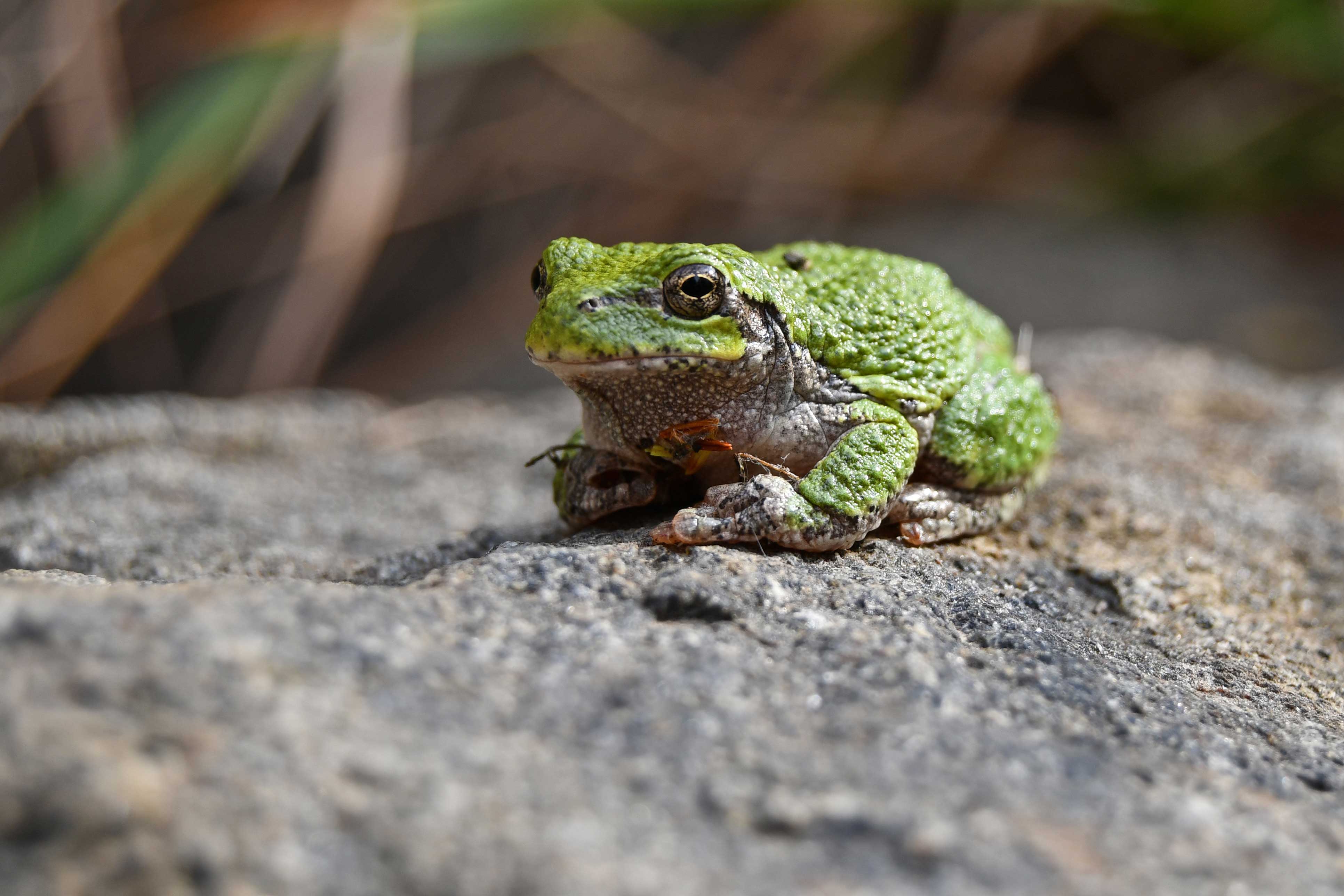 Gray tree frog on a rock
