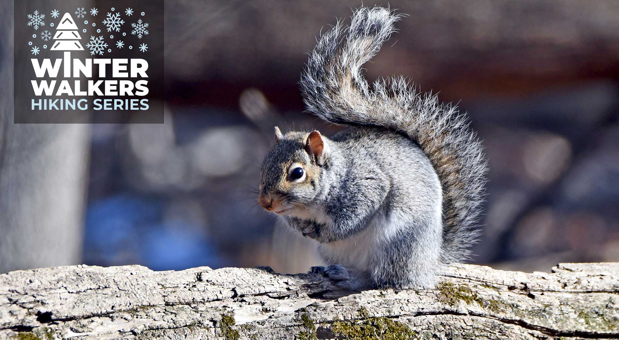 A squirrel on a log.