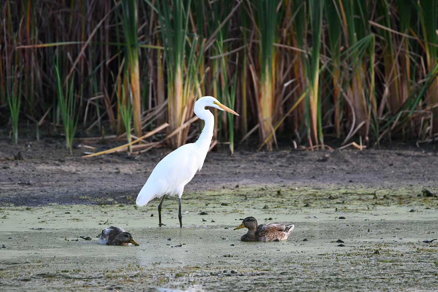 A great egret standing in water.