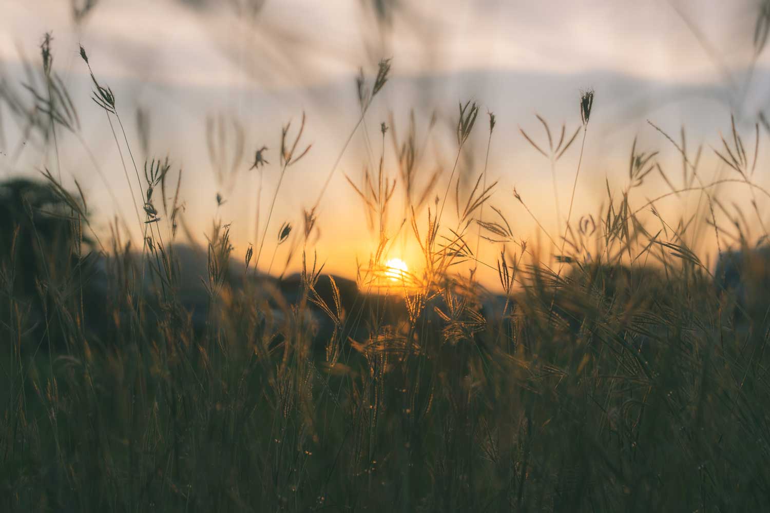 The sun rising behind tall prairie grasses.