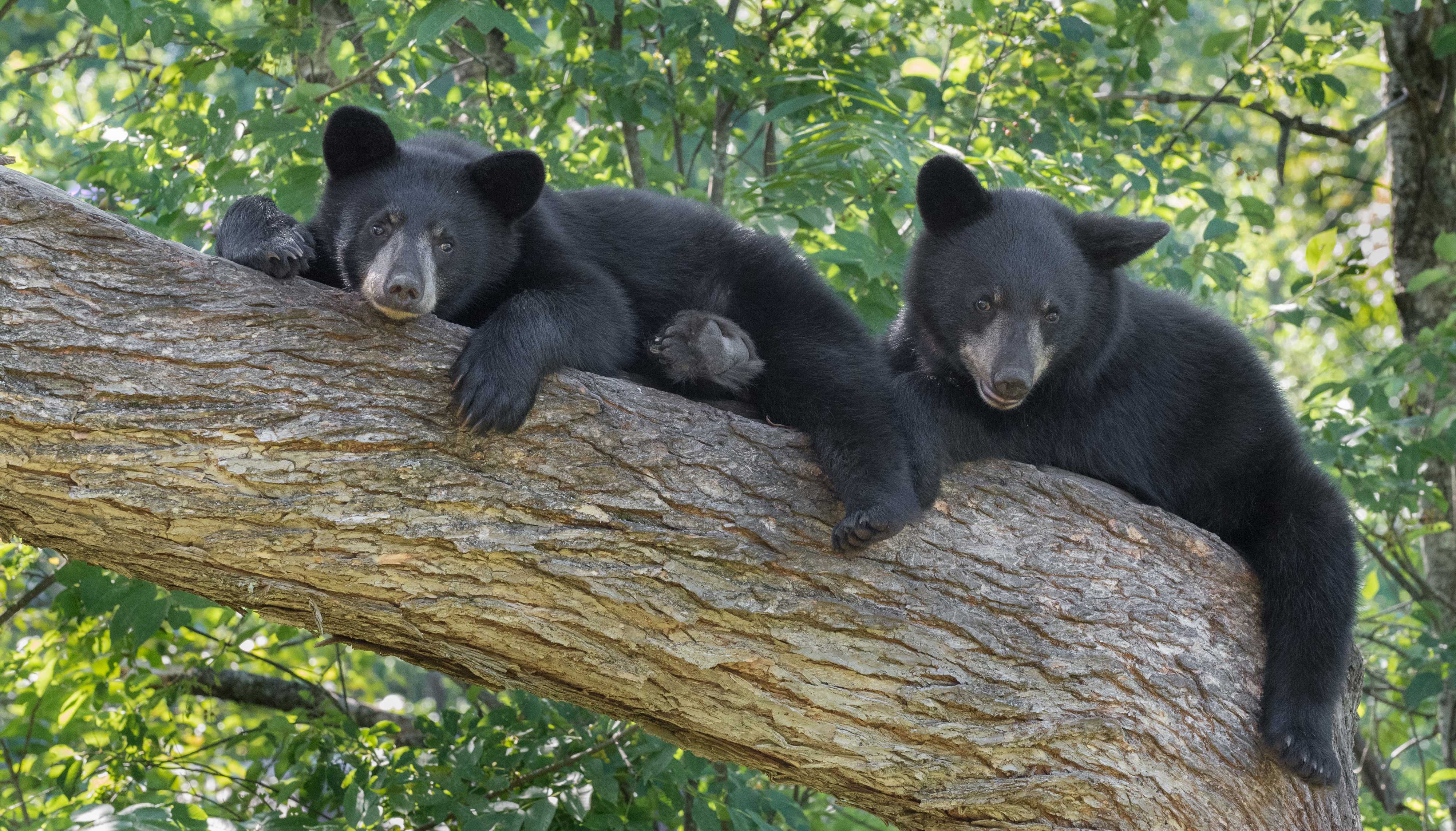Two black bears laying on a tree branch.