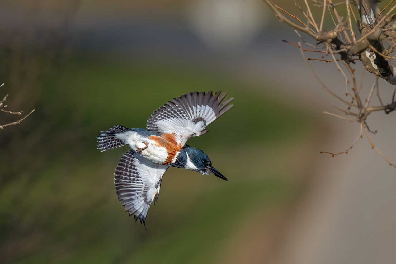 A belted kingfisher in flight.