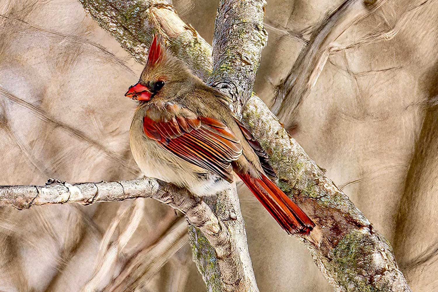A female cardinal in a tree.
