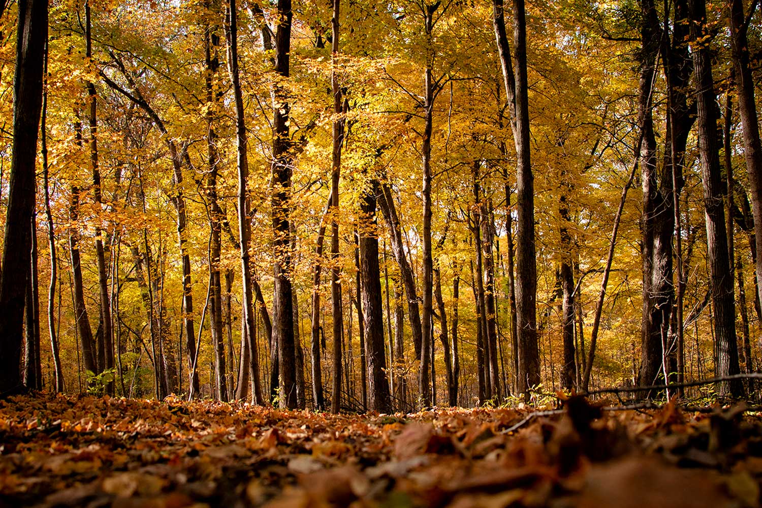 A forest resplendent in fall colors of yellow and orange.