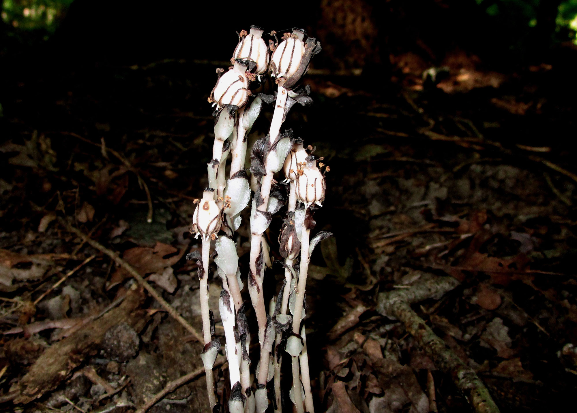 Ghost pipe growing on the forest floor.