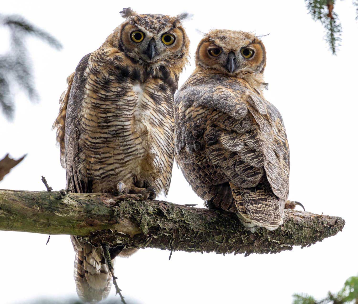 Two great horned owls perched on a branch.