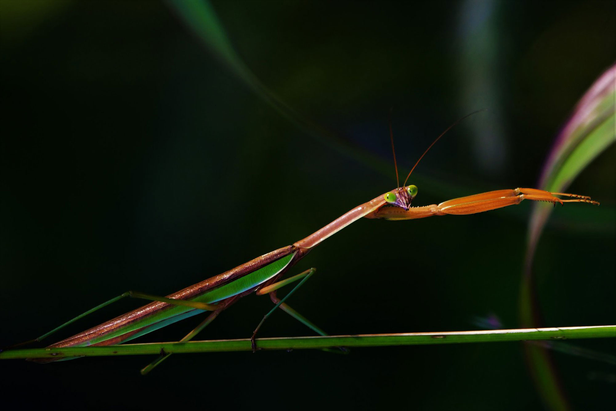 A praying mantis on a stem.