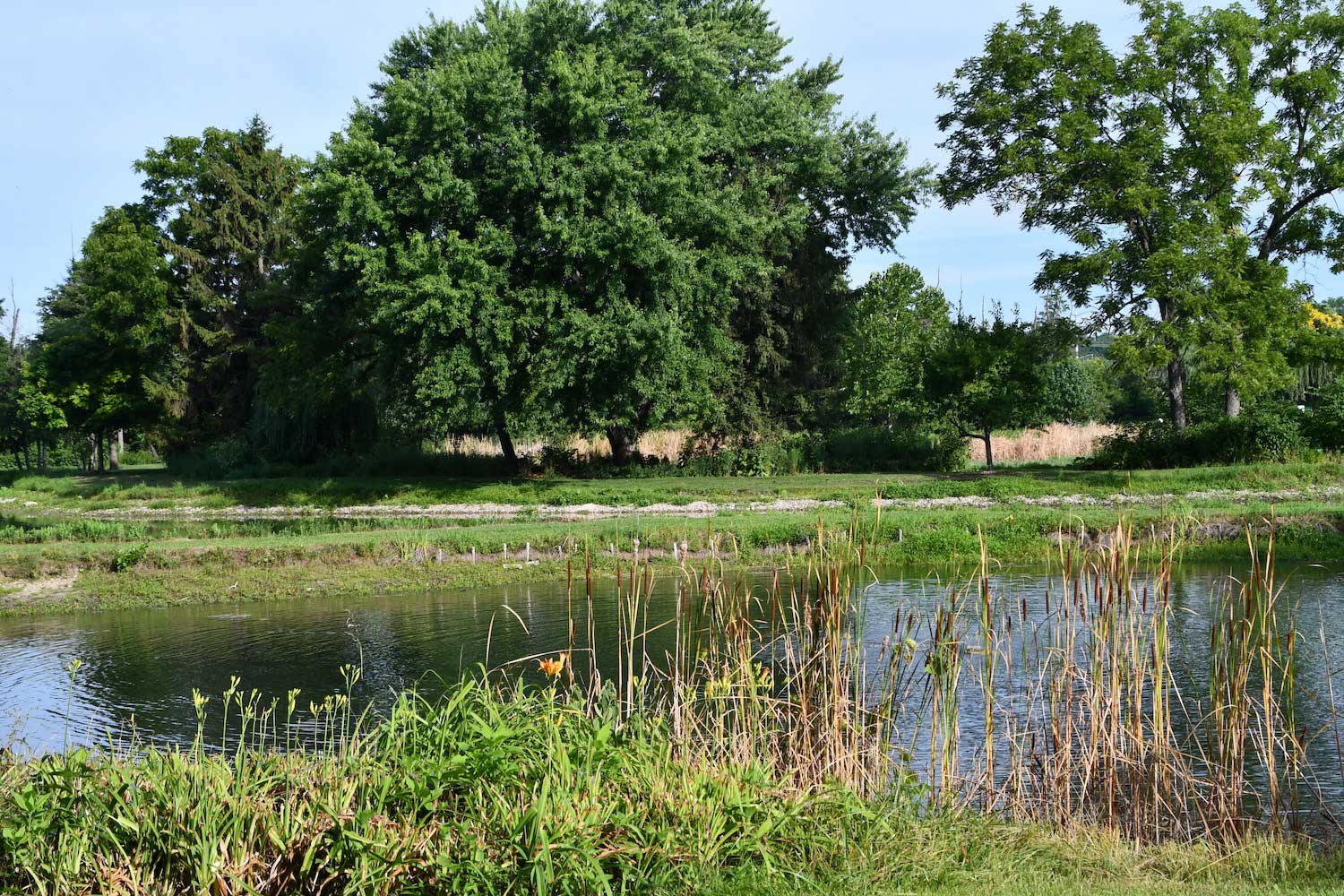 A scenic view of trees behind a pond with blue sky in the background.