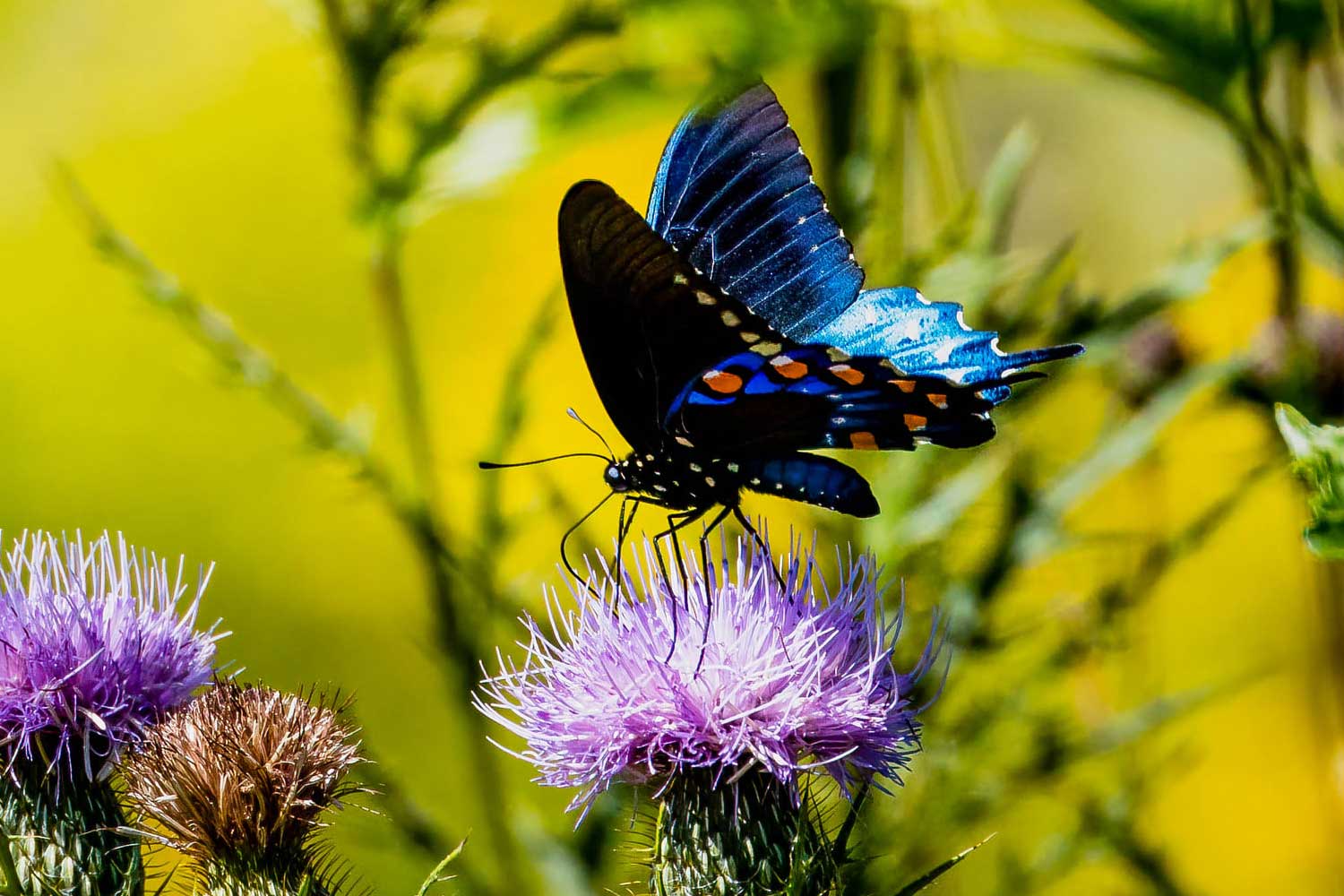 Pipevine swallowtail butterfly on a flower bloom.