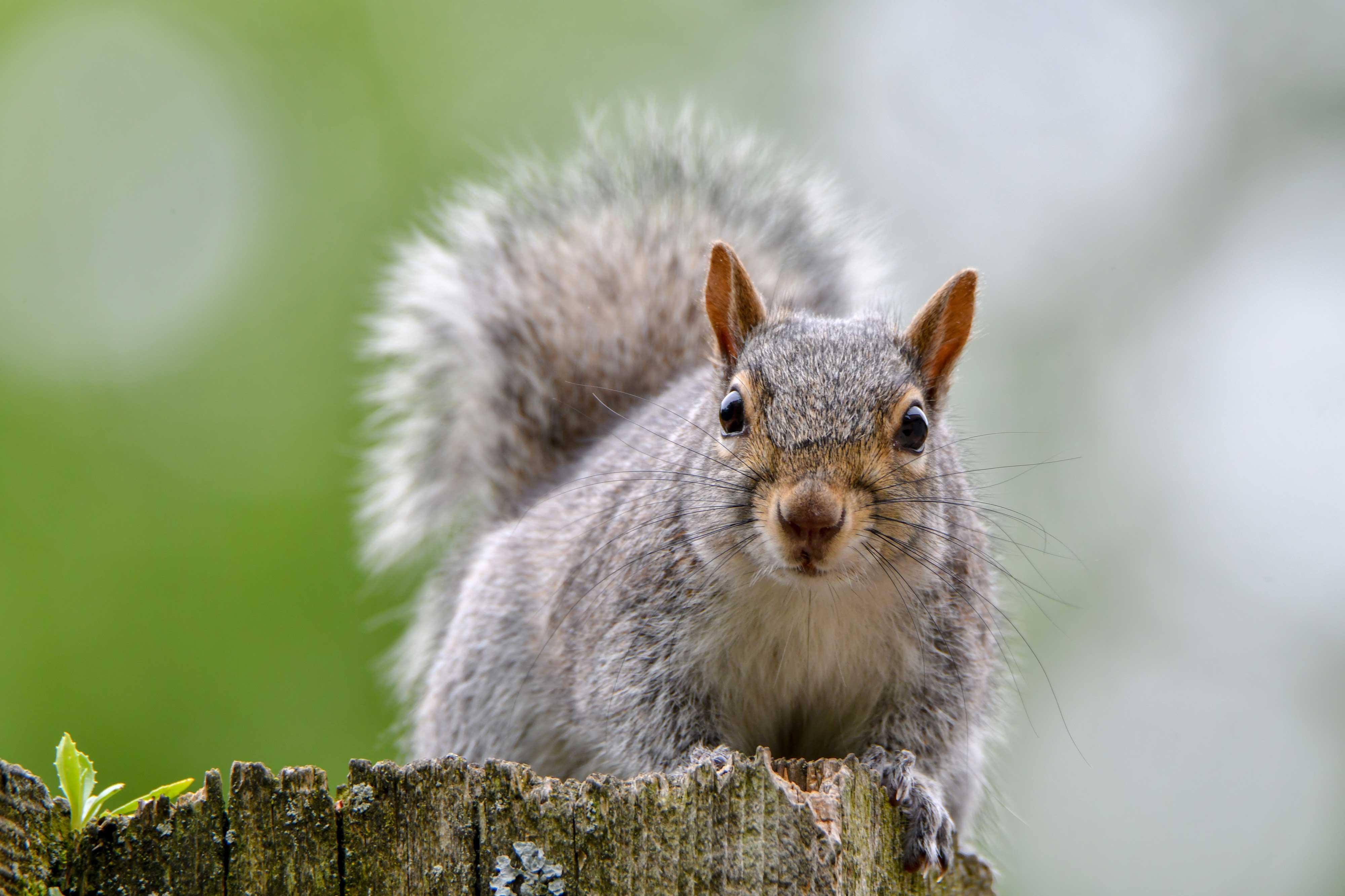 An eastern gray squirrel looking at the camera.
