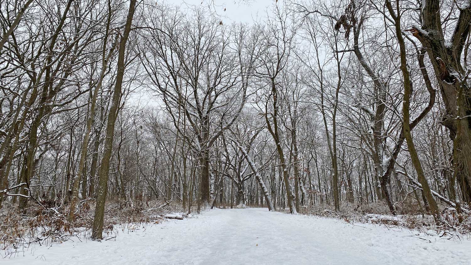 A snow-covered trail lined by trees.