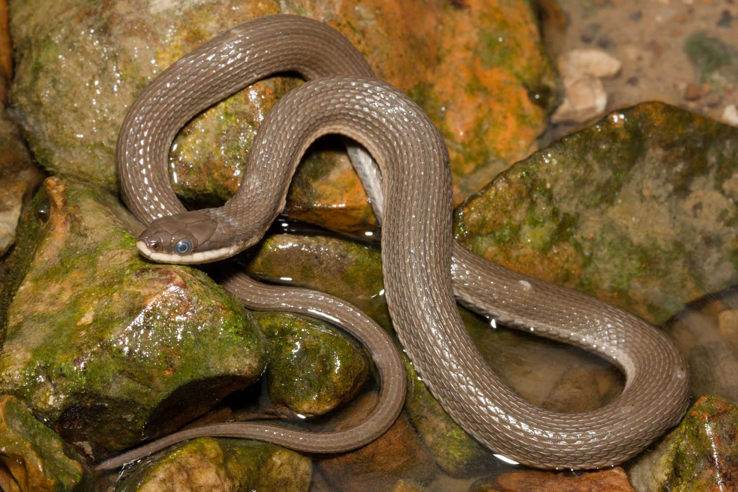 A queen snake on wet rocks.