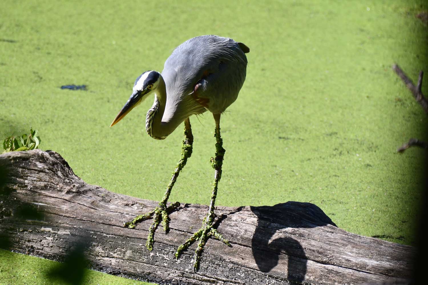 A great blue heron standing on a log in the water.