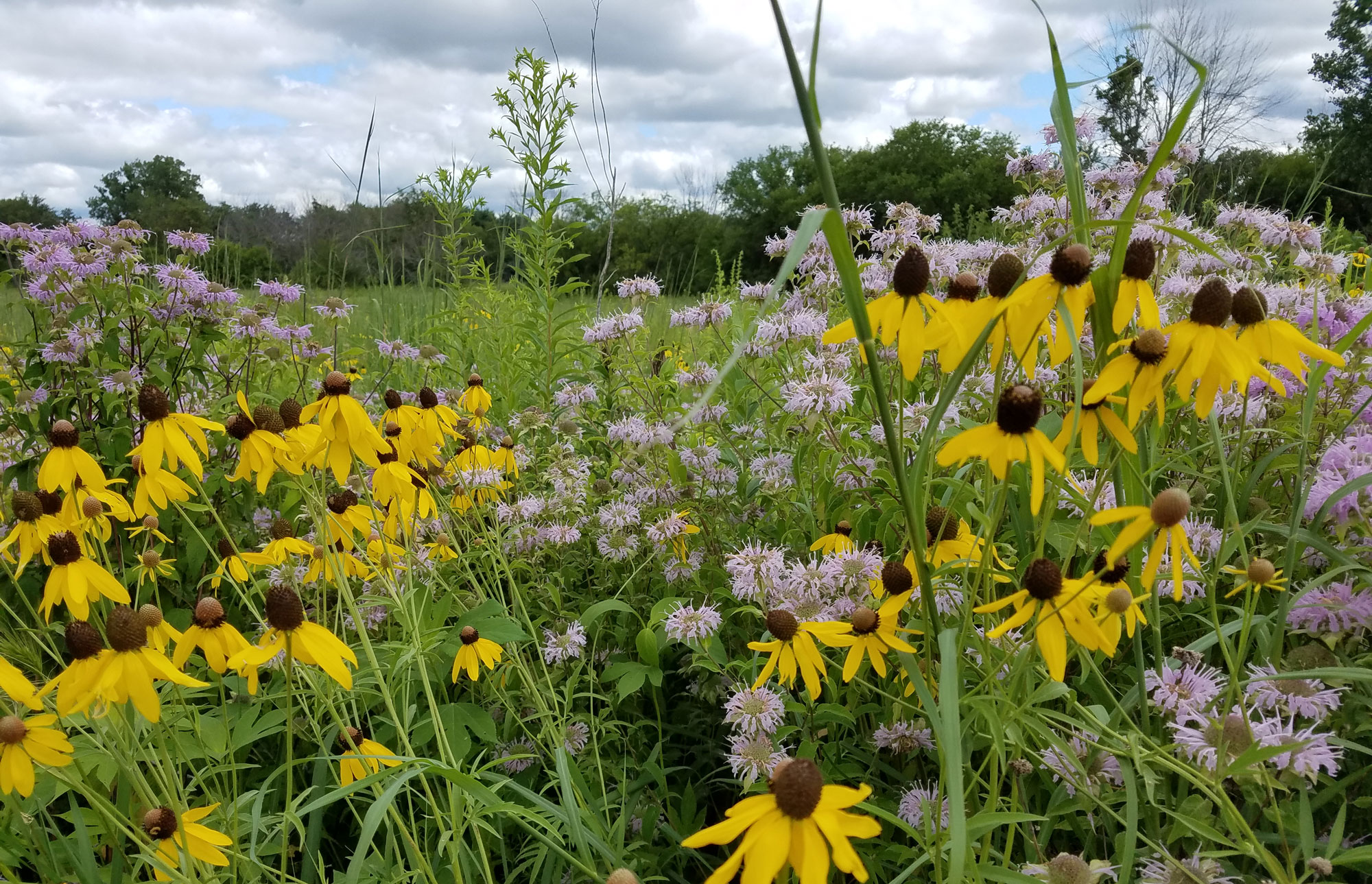 Prairie wildflowers in a field.