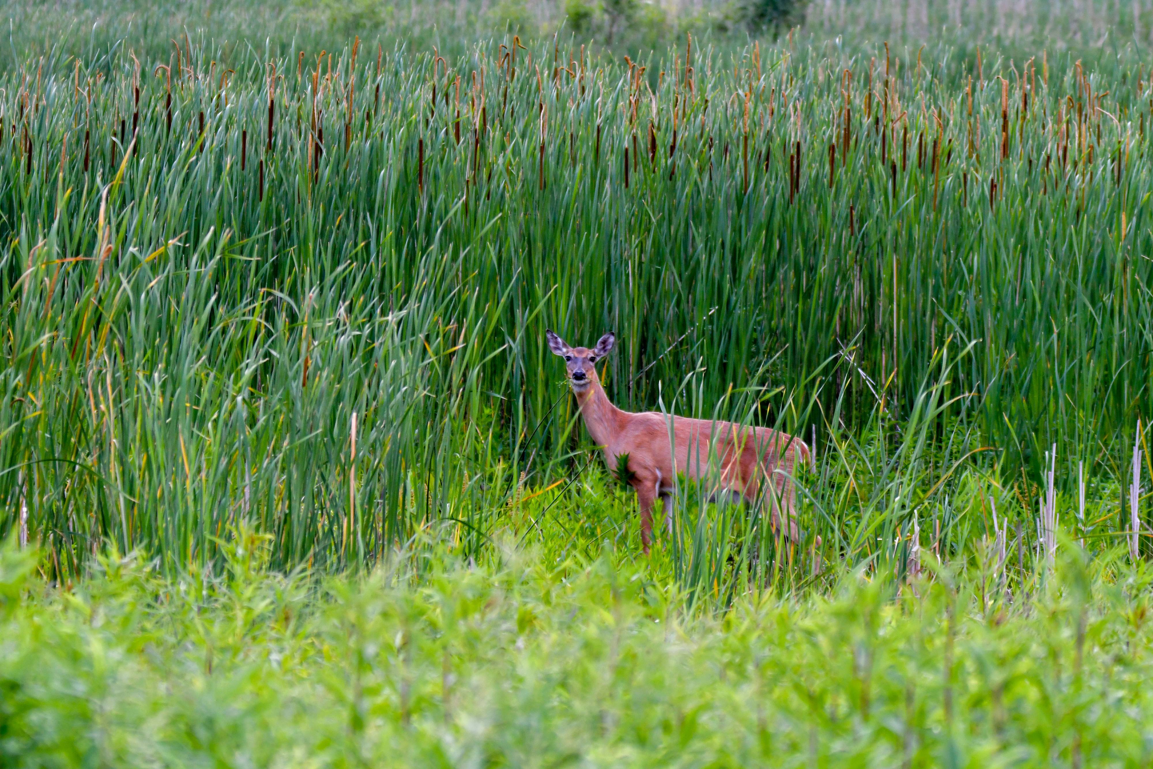 A deer eating vegetation in a prairie.